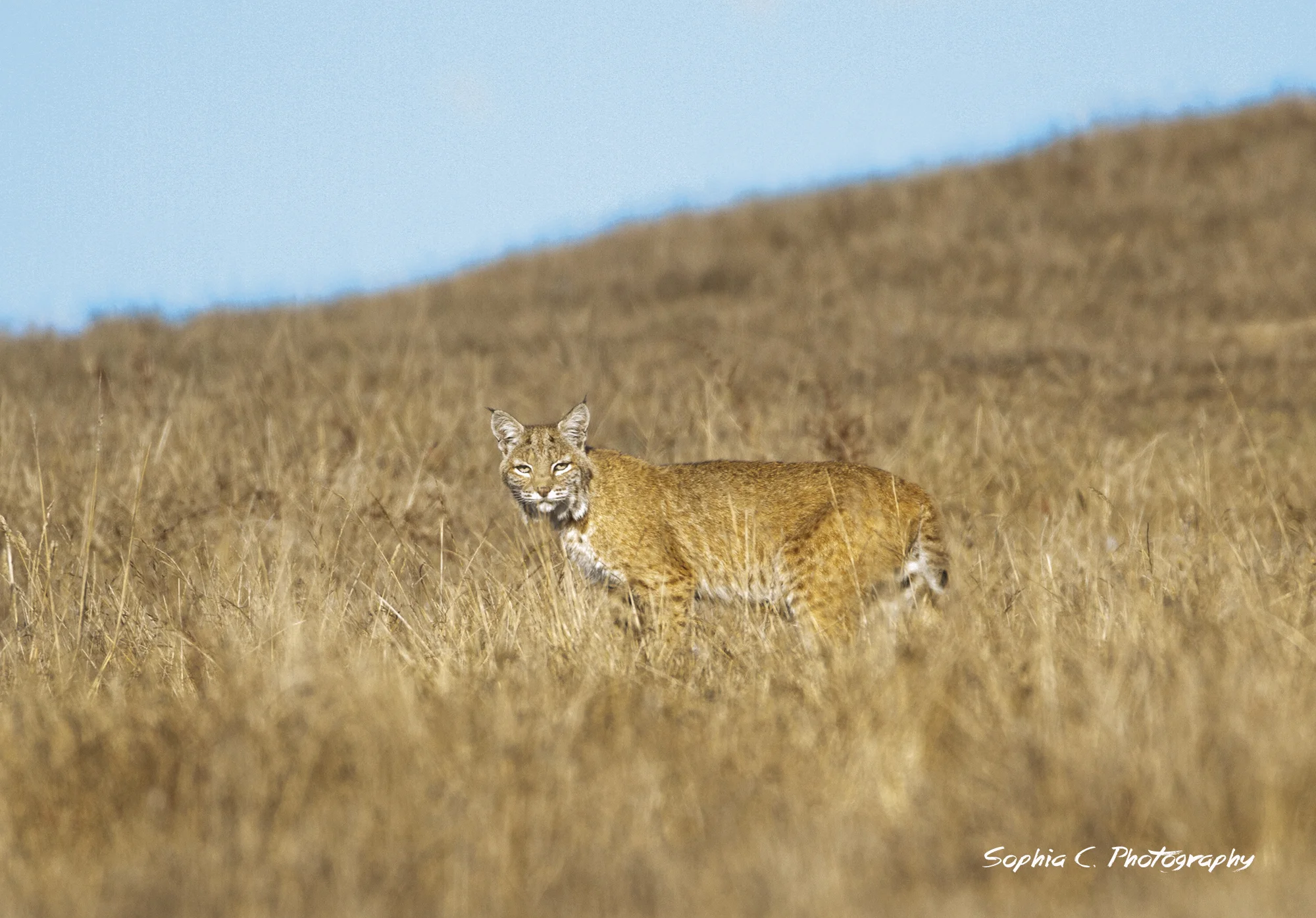 bobcat.jpg