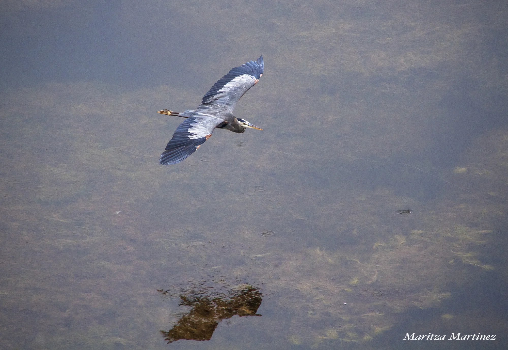 heron.jpg