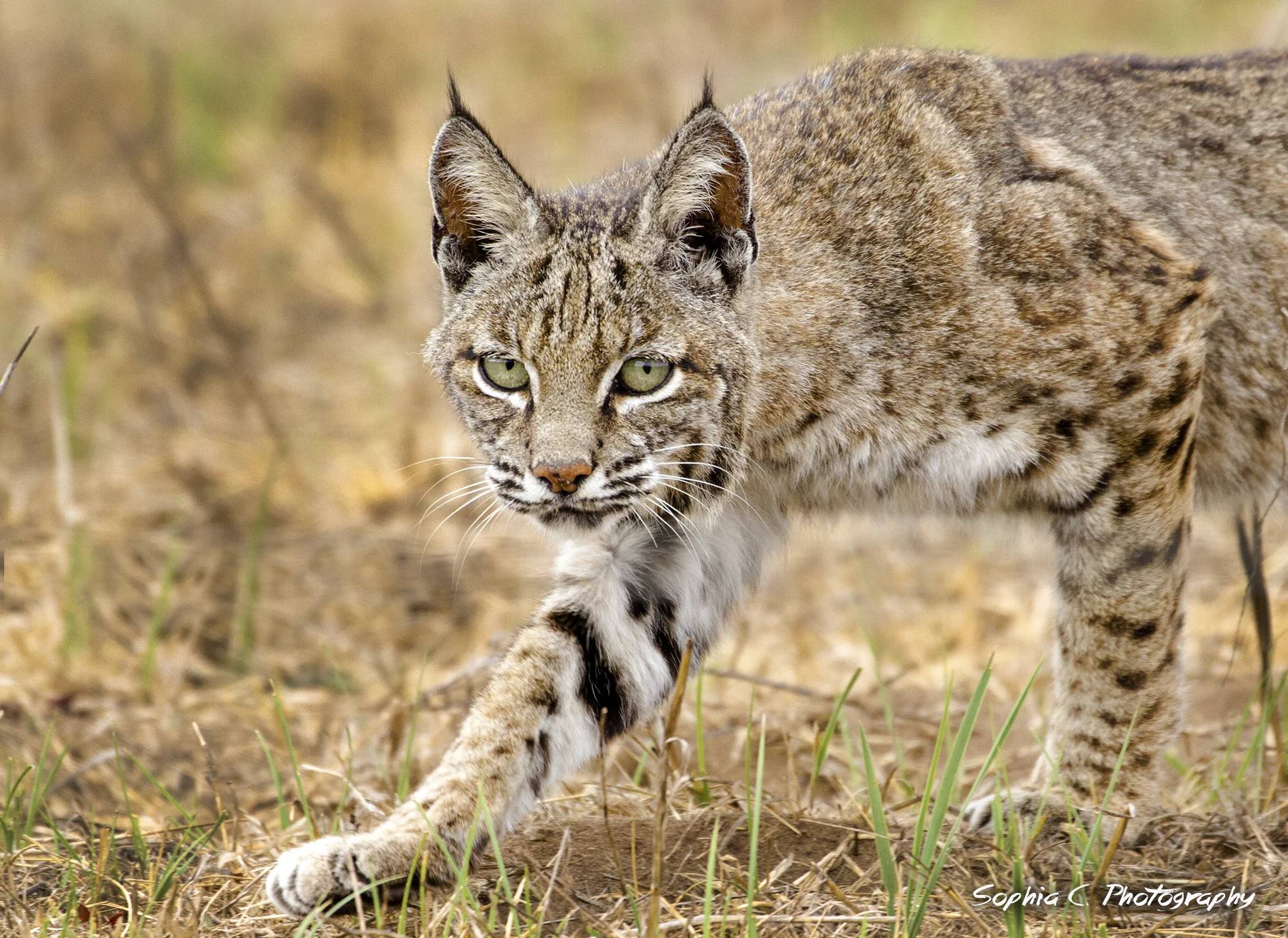 bobcat.jpg