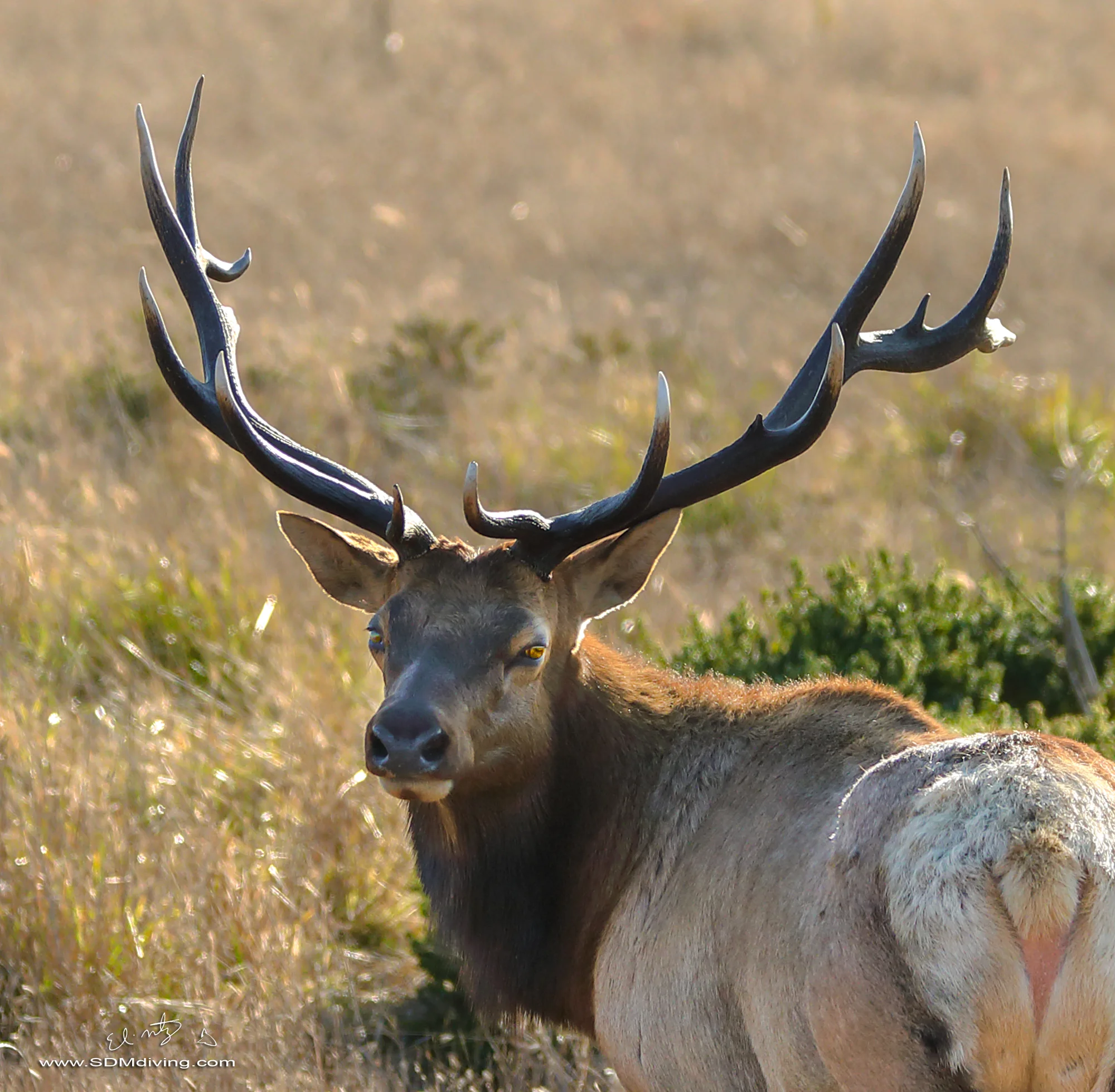 bull elk 4.jpg