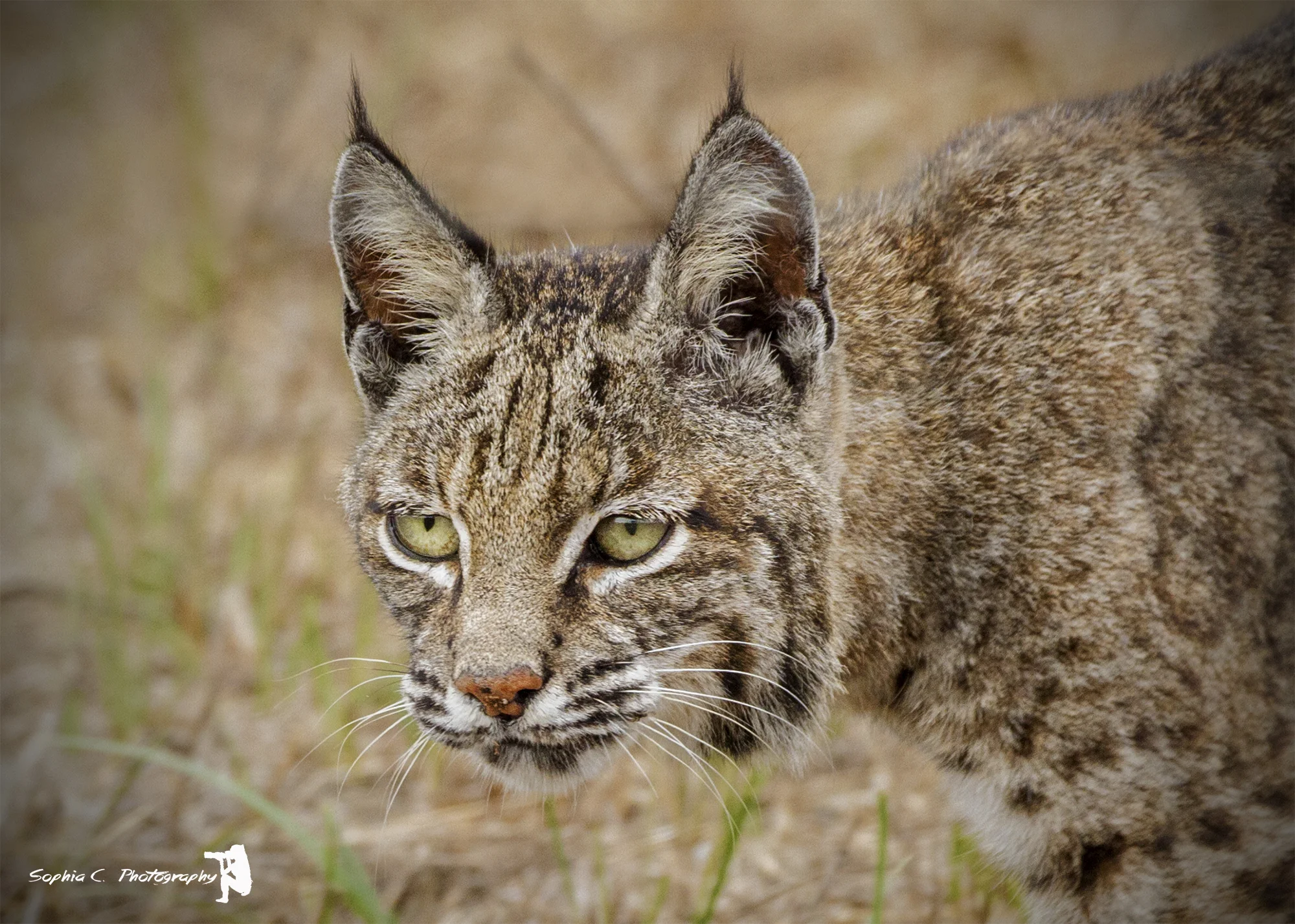 bobcat face.jpg