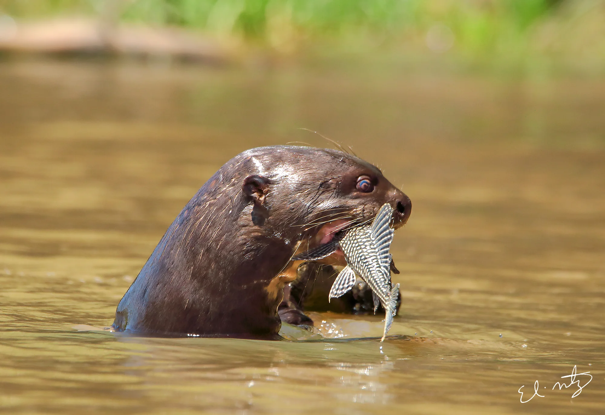 otter 2.jpg