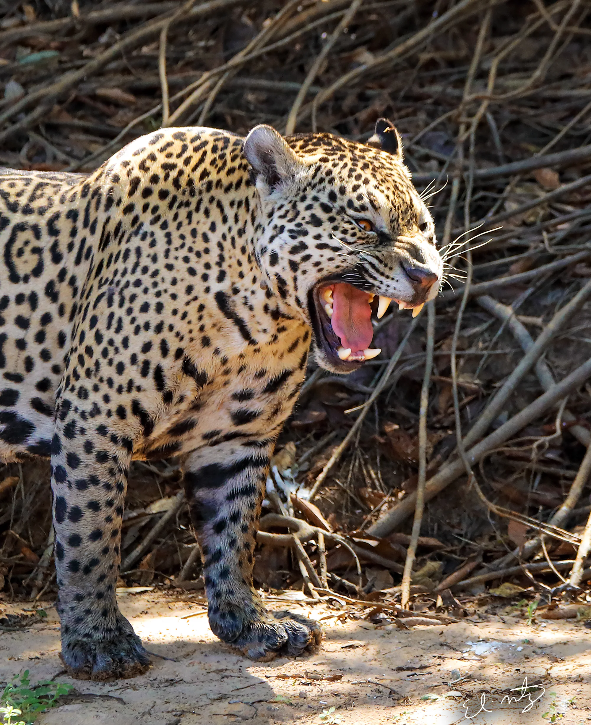 yawn.jpg