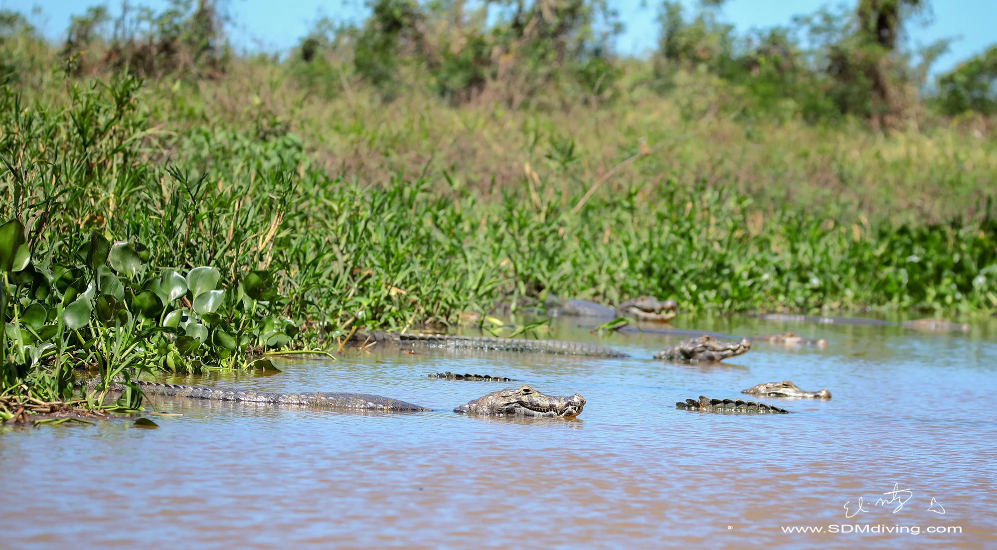 caiman 7.jpg