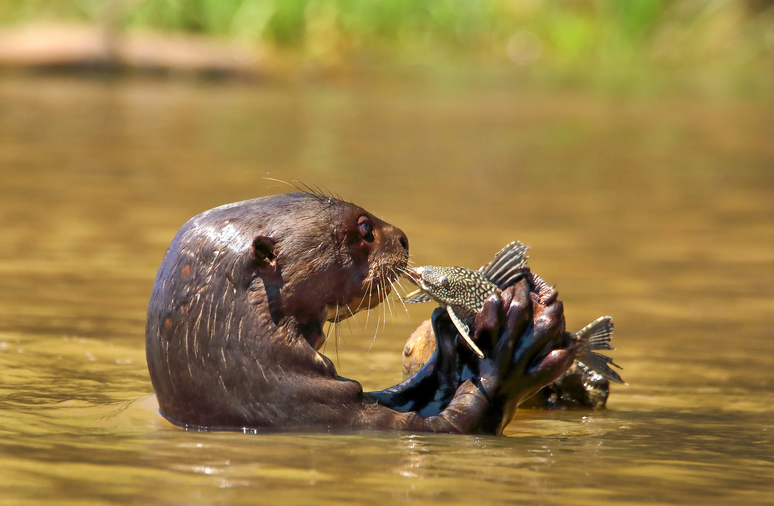 otter.jpg