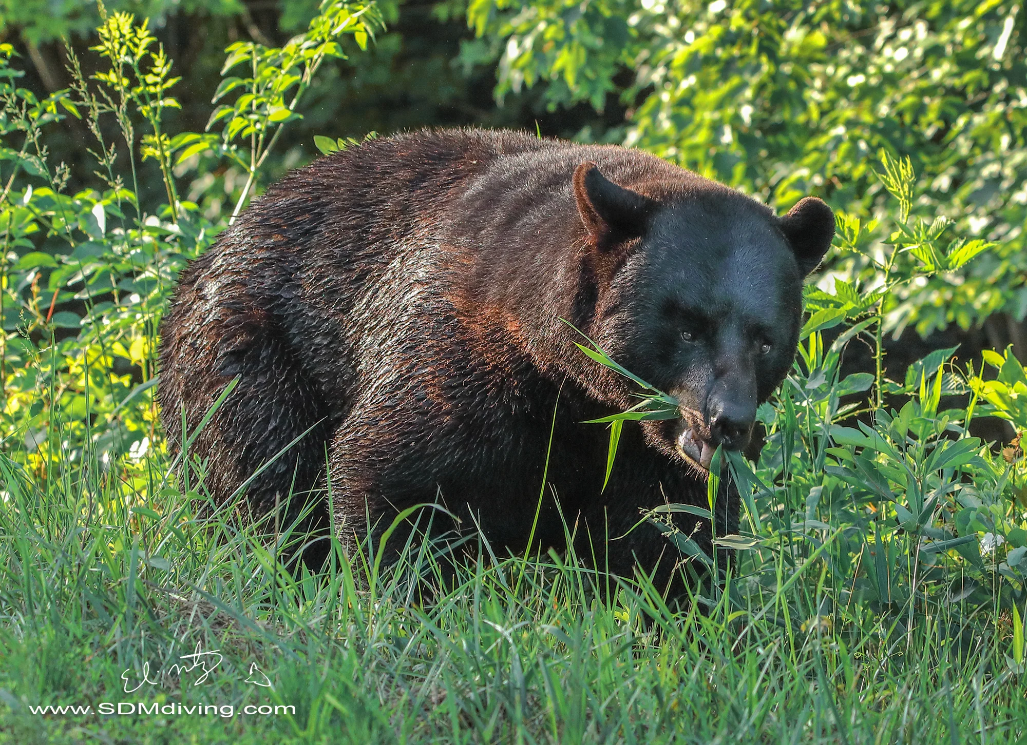 bear 3.jpg