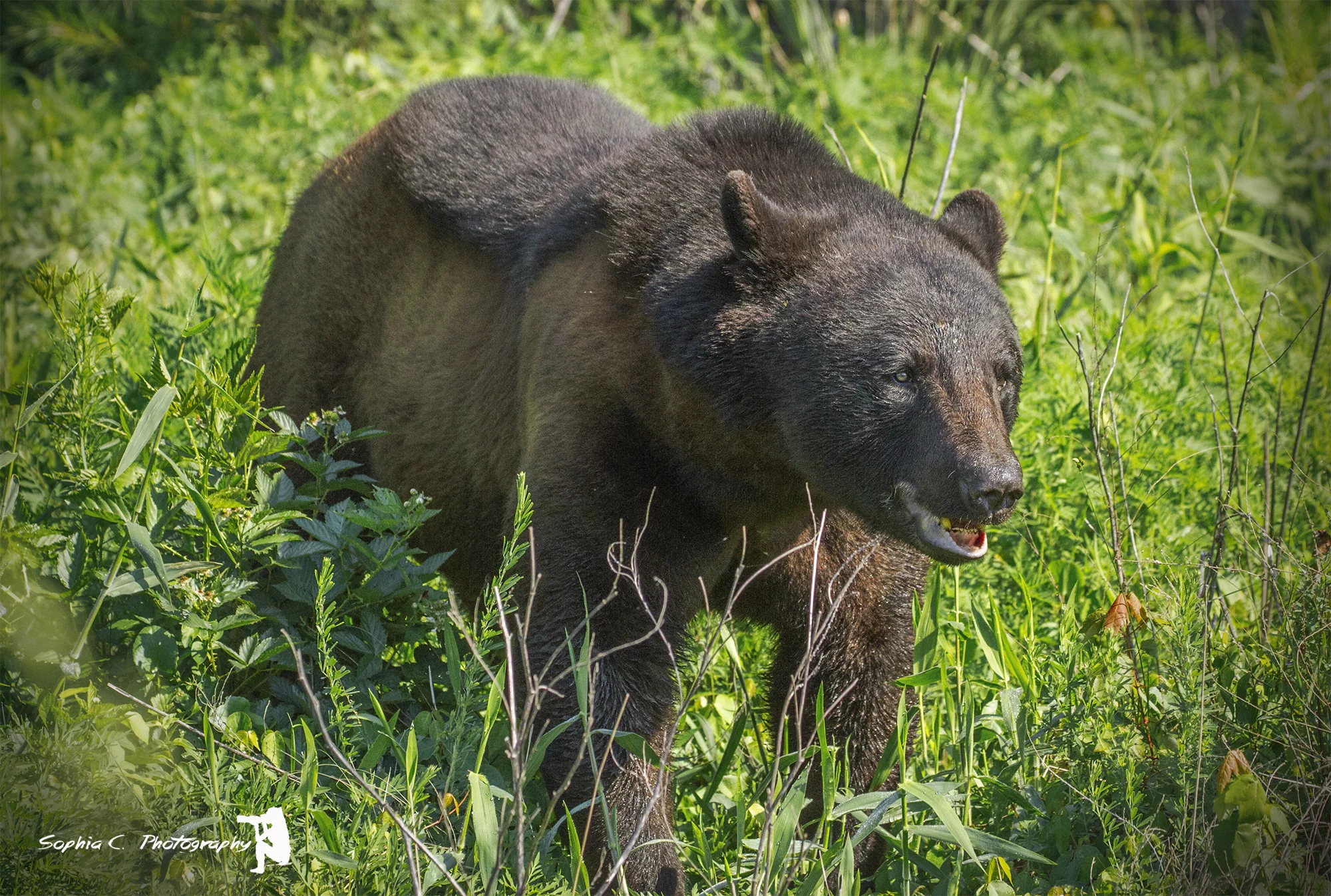 bear.jpg