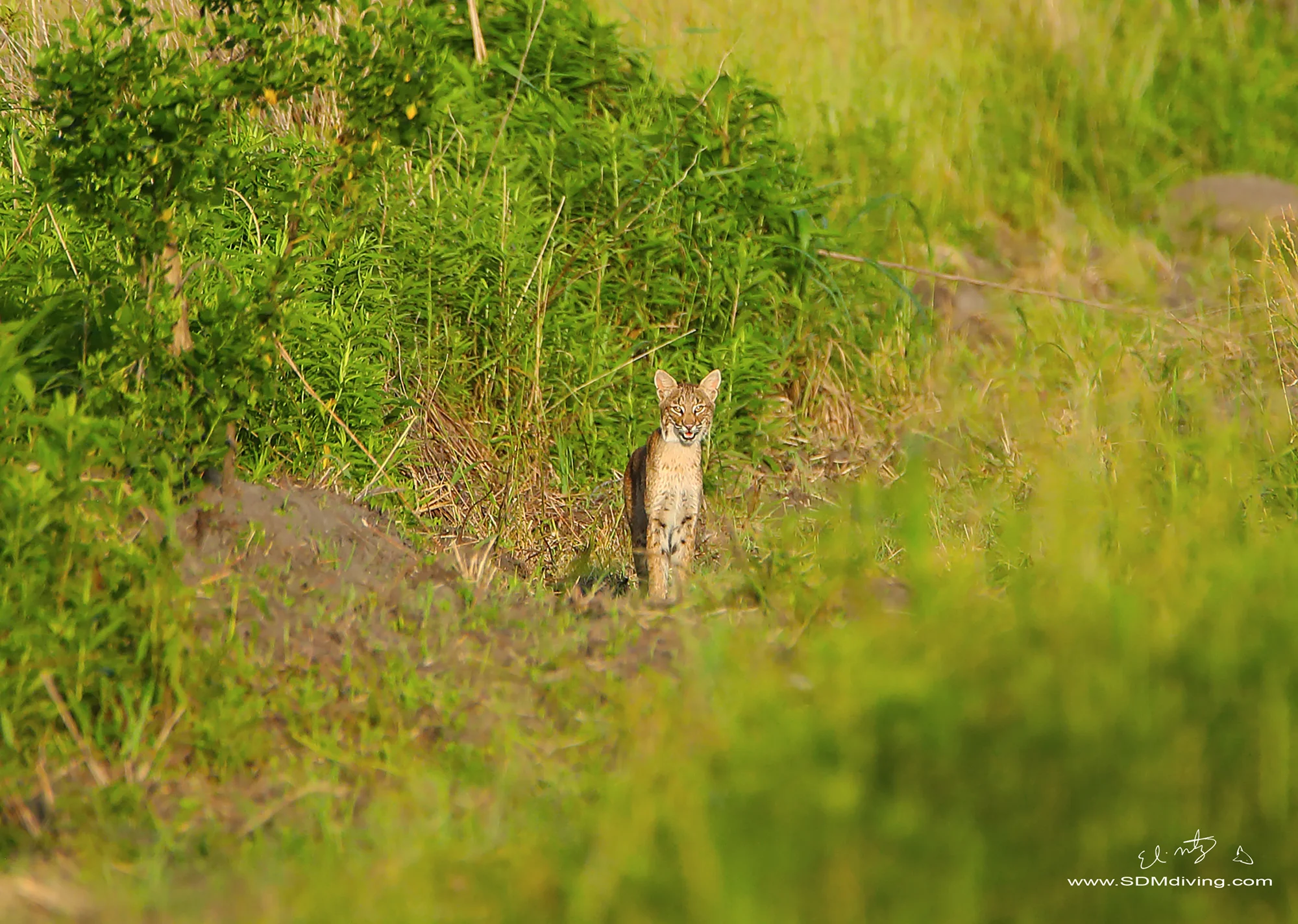 bobcat 5.jpg