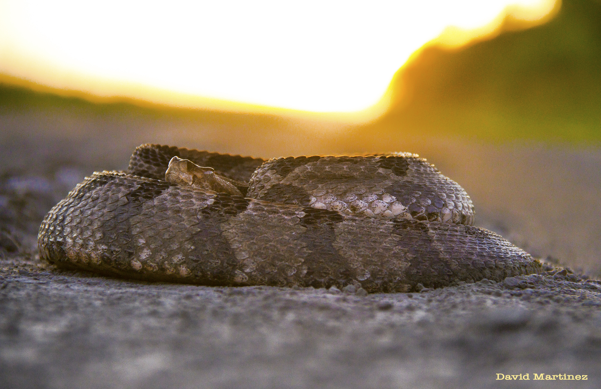 timber rattlesnake.jpg