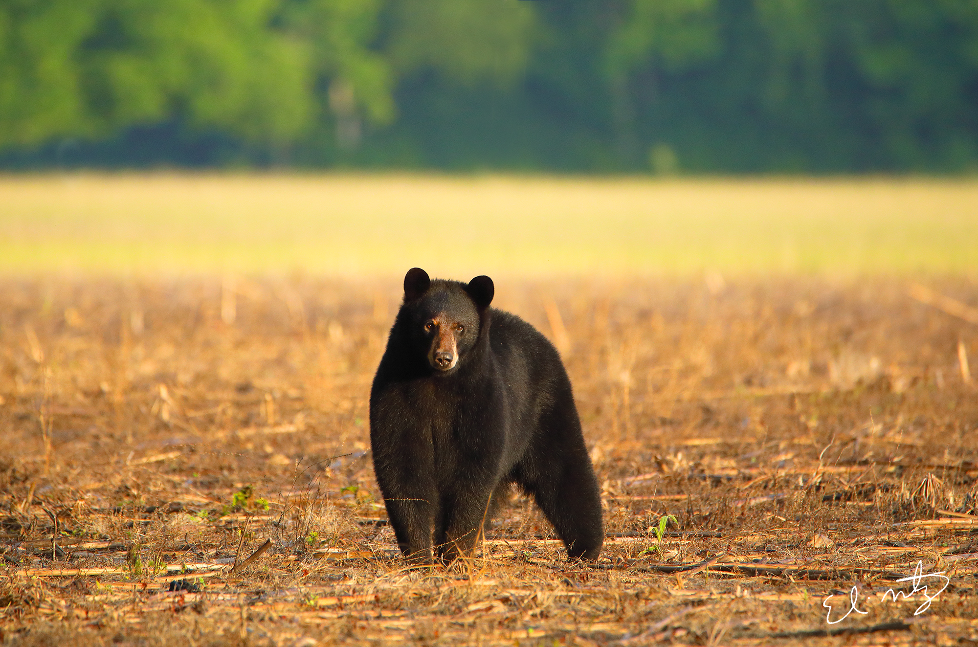 black bear 2.jpg