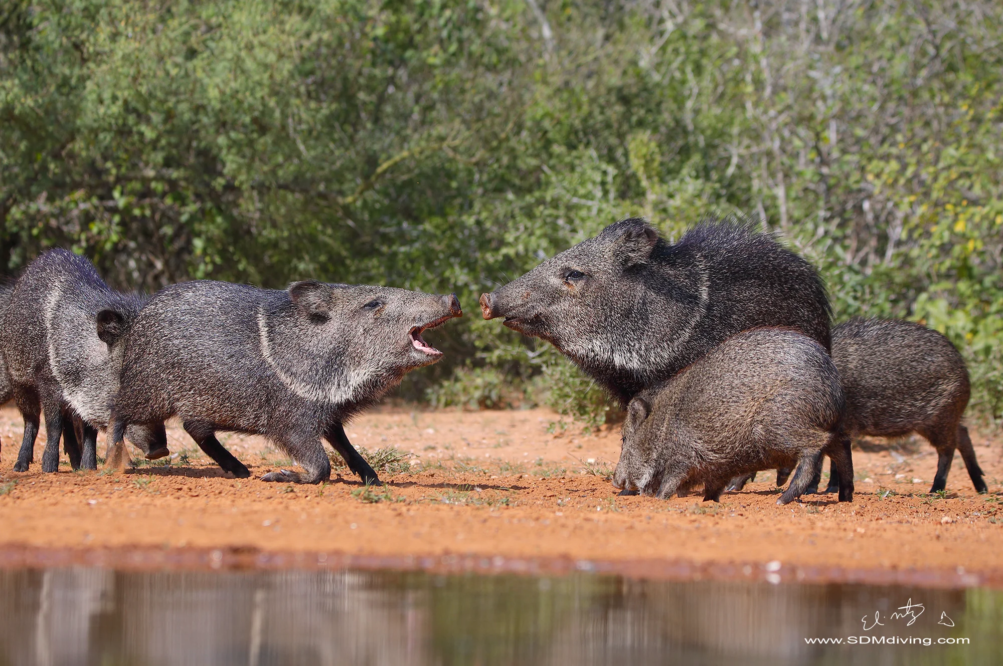 arguing peccary.