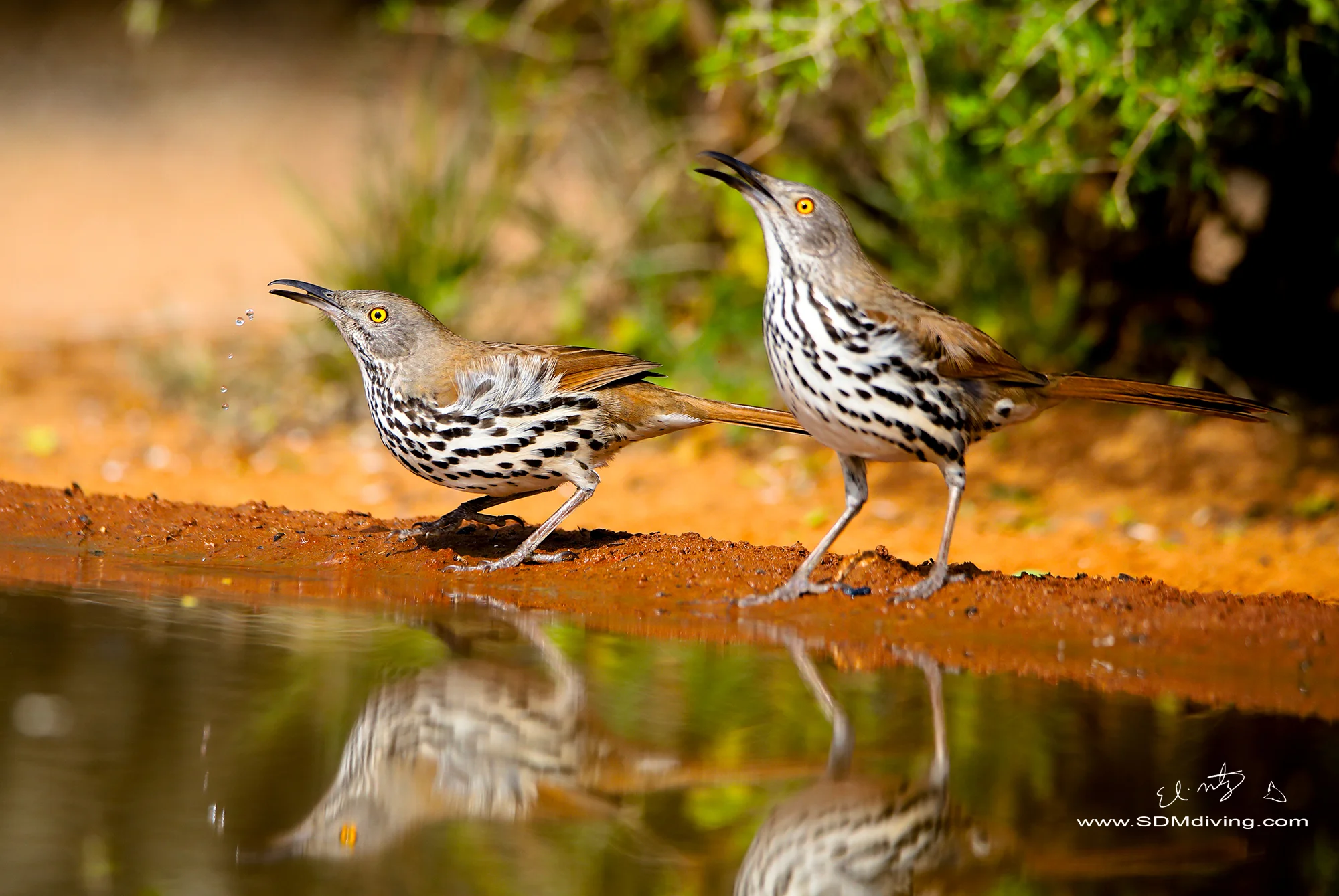 Long-billed thrashers.