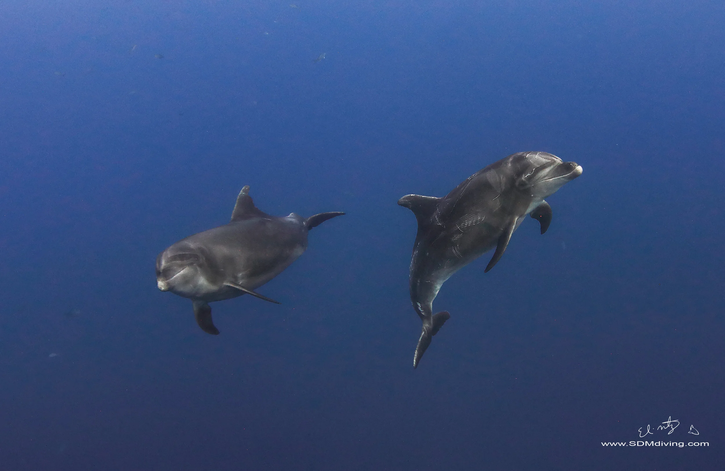 dolphin 6.jpg