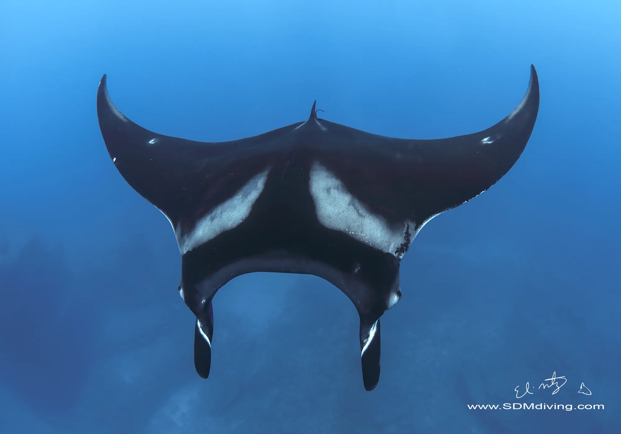 manta.jpg