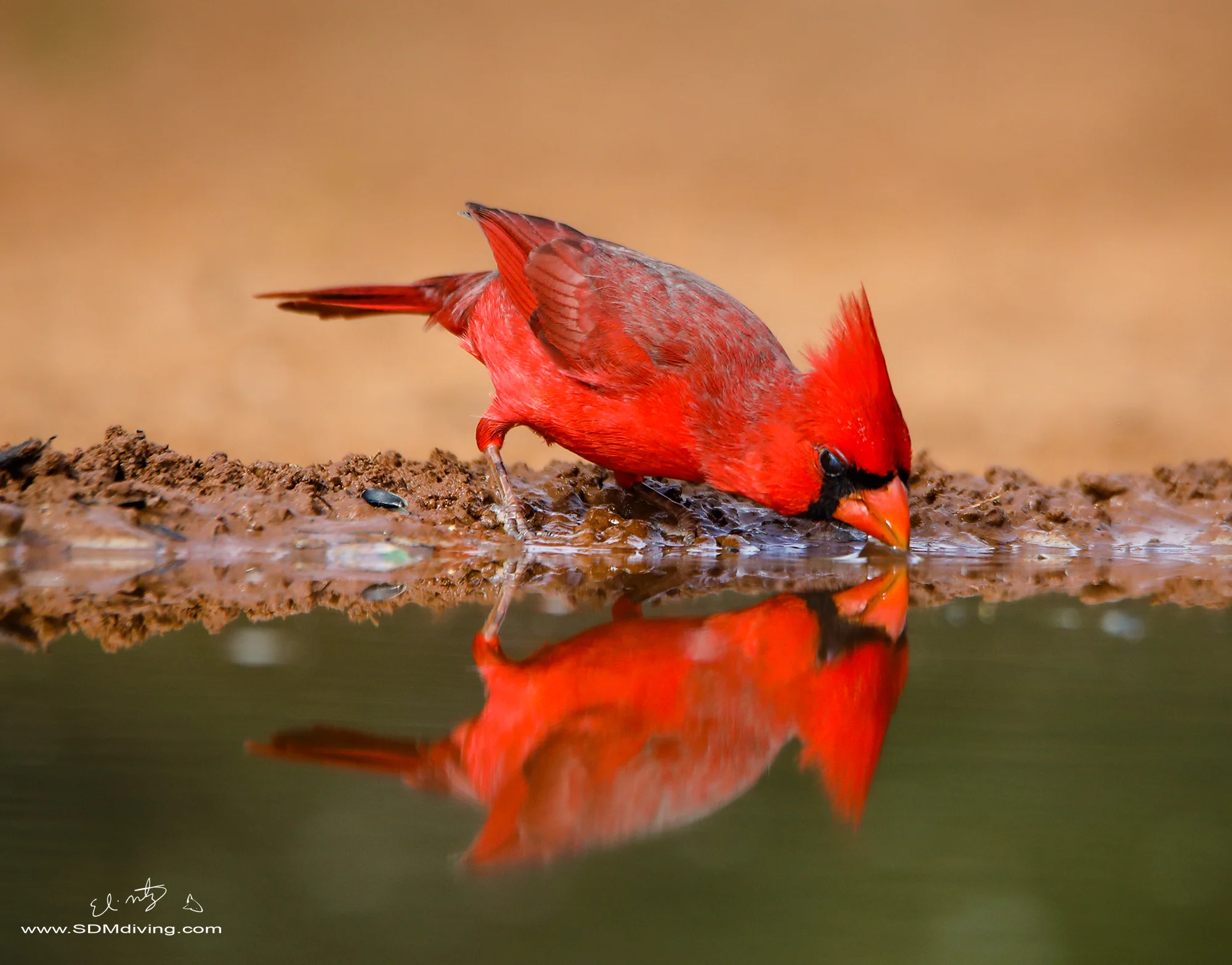 2. Northern Cardinal