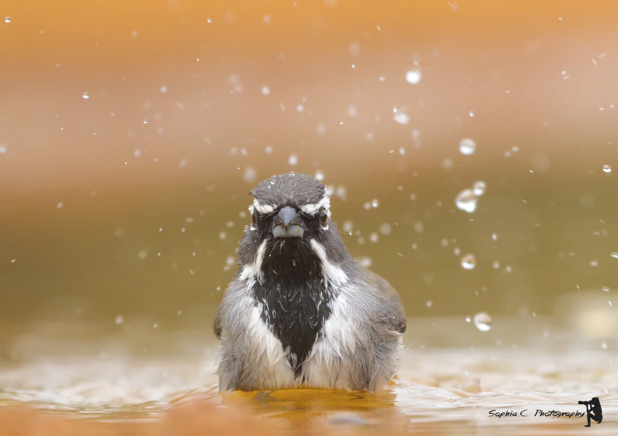 5. Black-throated Sparrow