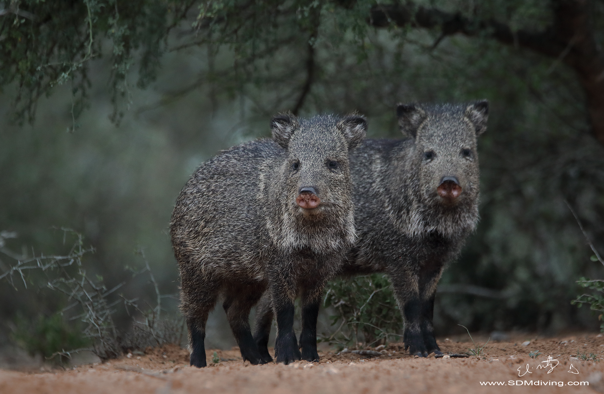 3. Peccary, Javalina