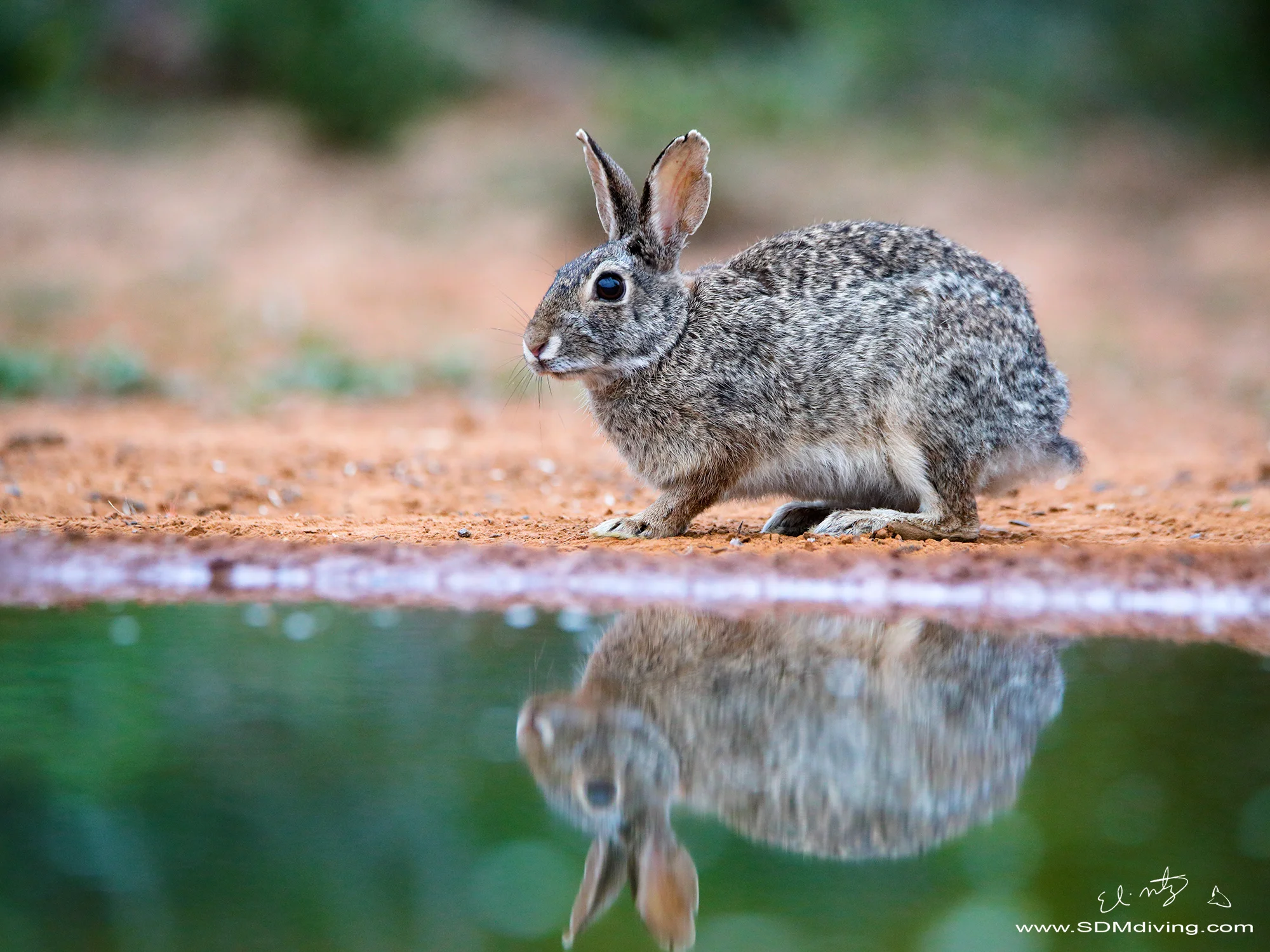 5. Eastern Cottontail