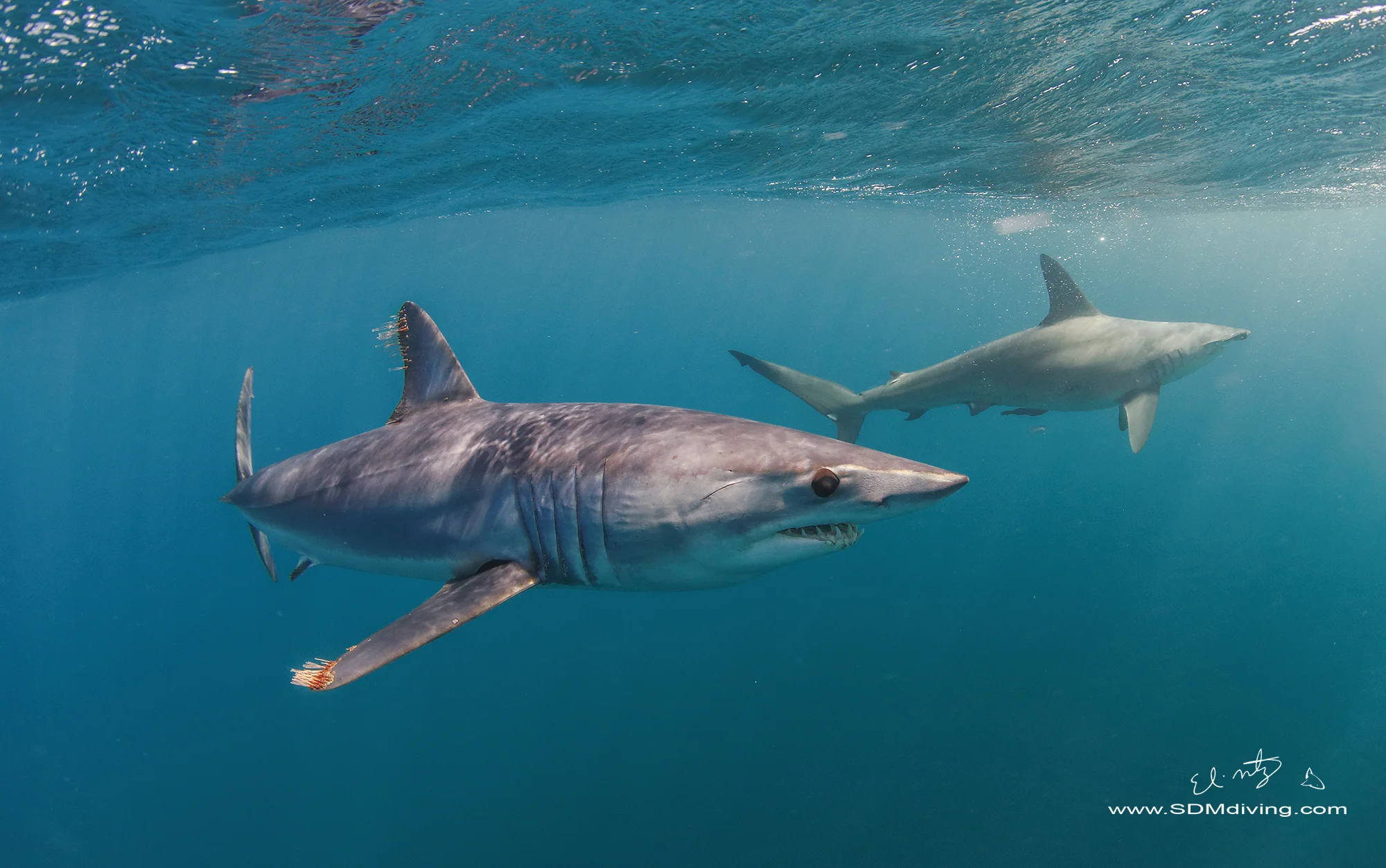 Mako and Smooth Hammerhead May 2019 — SDM Diving
