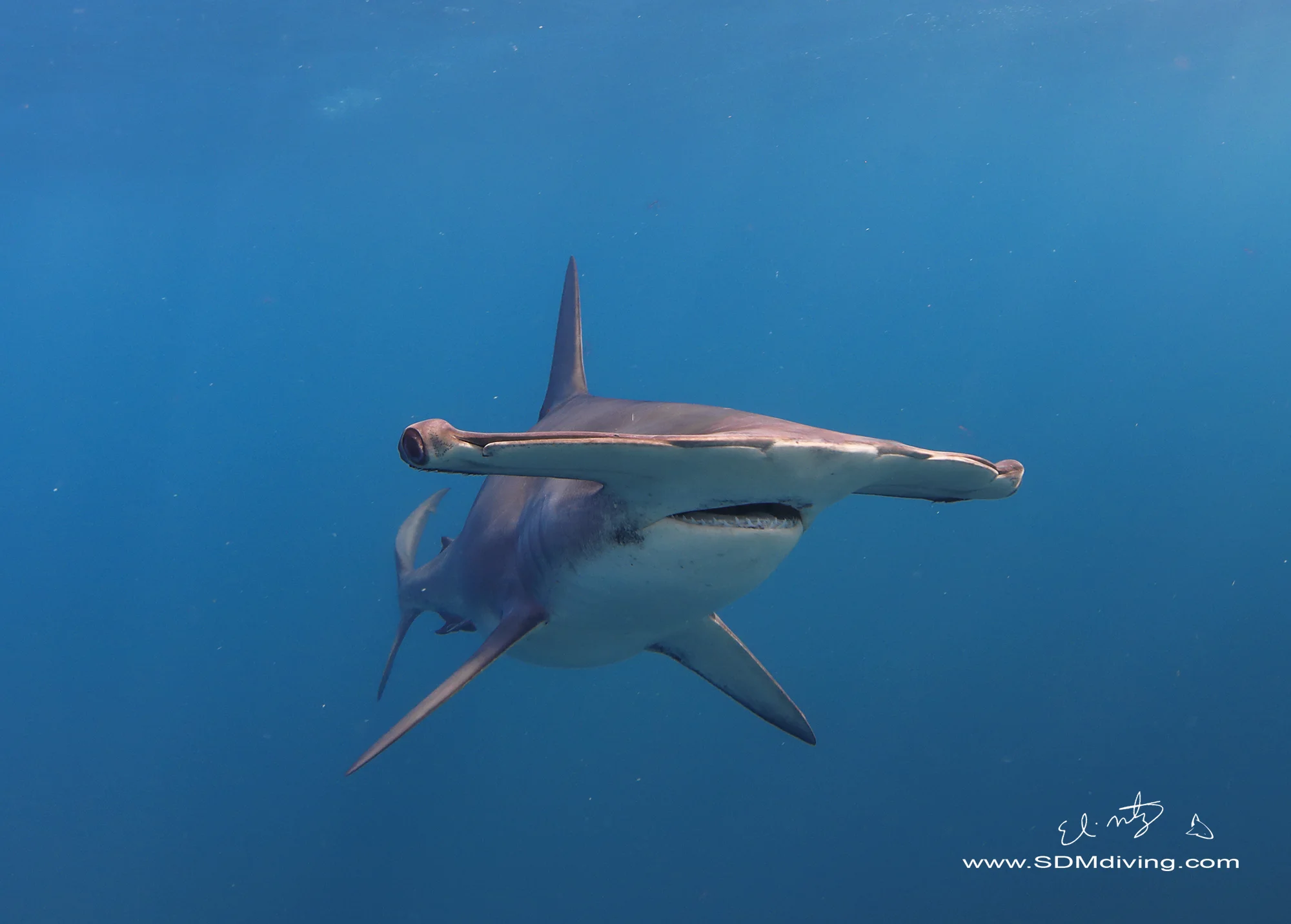 It took about 30 minutes for the first shark to show up, which was amazing. I have waited upwards of five hours for sharks to arrive. The first shark in was a smooth hammerhead. I always thought that smooth hammerheads were super shy and didn’t stick around, but on our first day of pelagics, we had two hammers for about an hour and a half. Such beautiful sharks.