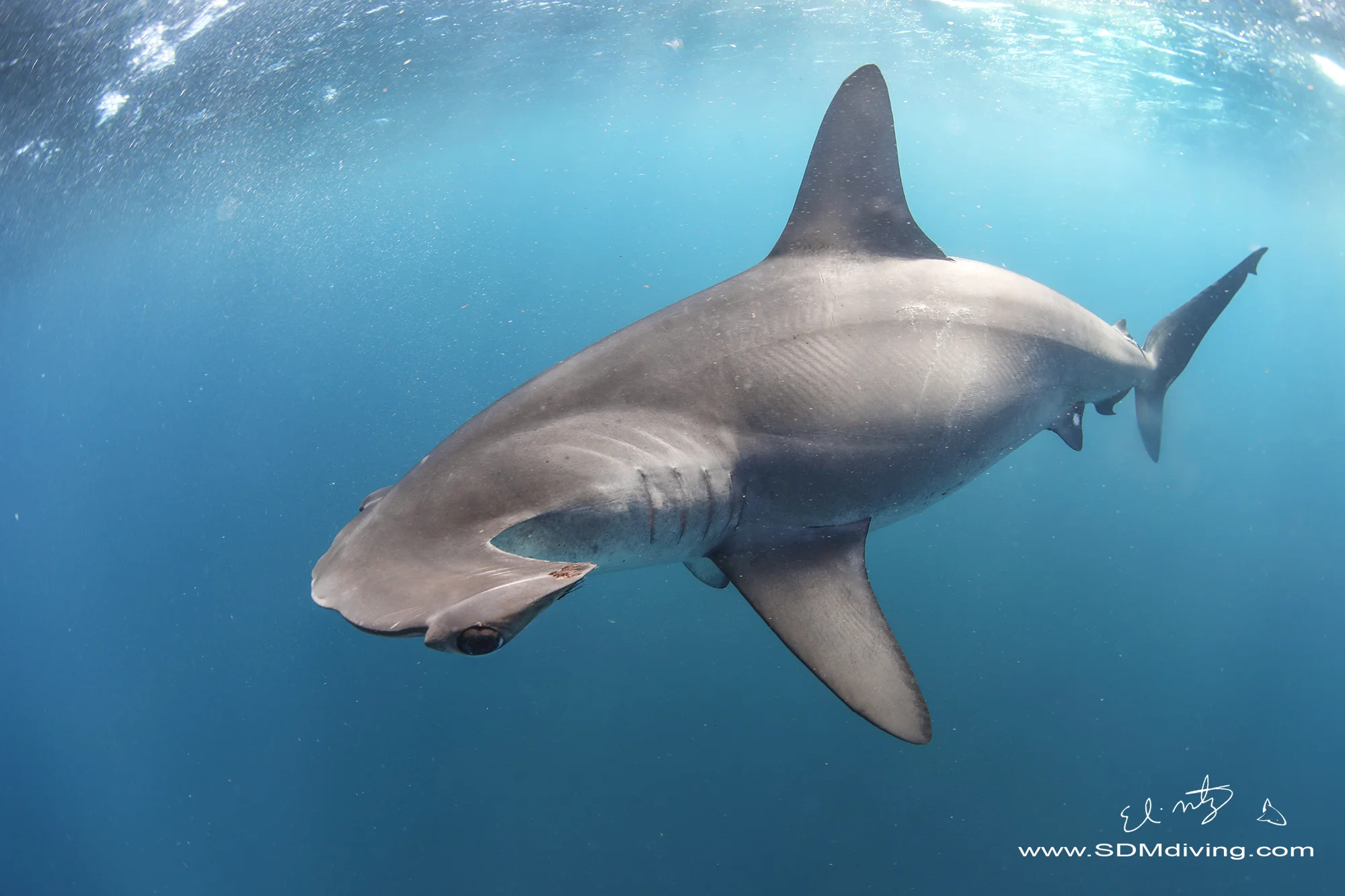 Mako and Smooth Hammerhead May 2019 — SDM Diving