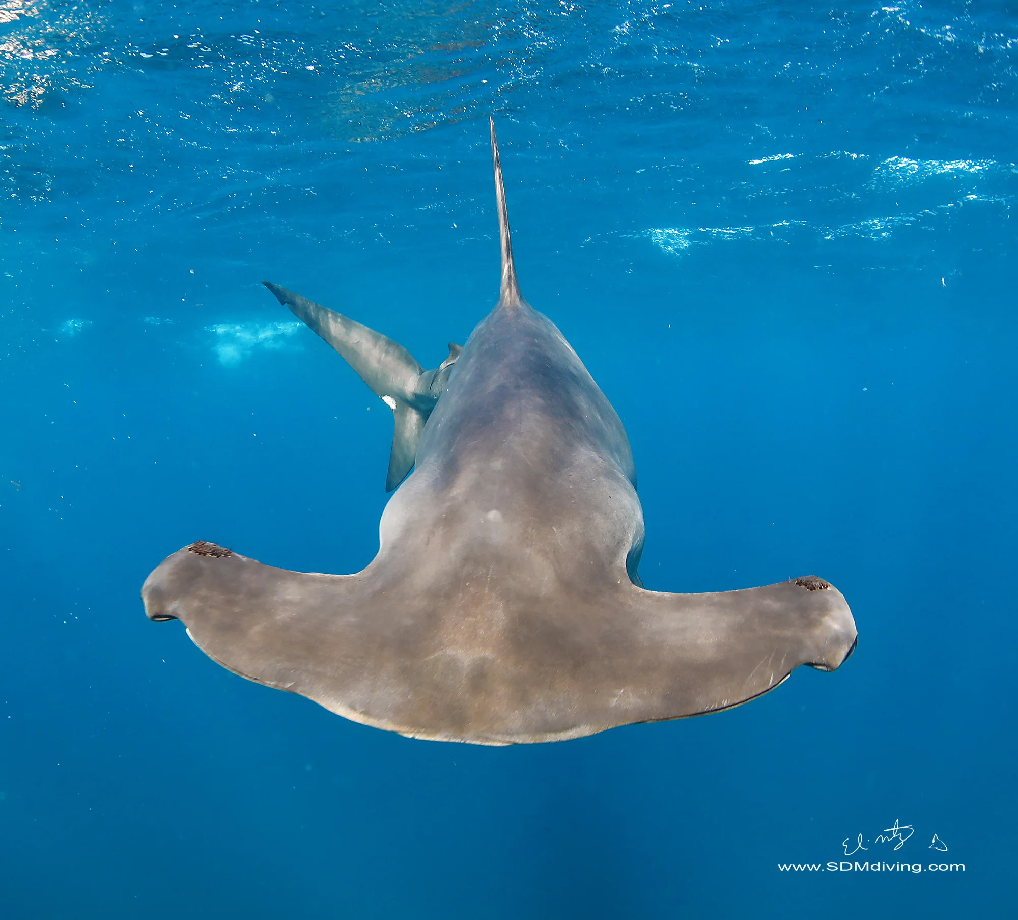 On day two (we went out for two days), we had a about 6 silky sharks show up along with another smooth hammerhead. It took much longer for the sharks to show up, and the first to arrive was a silky shark. I admit to not jumping in right away when it showed up, silkies are a much more common species and not as sexy as it’s pelagic cousins.