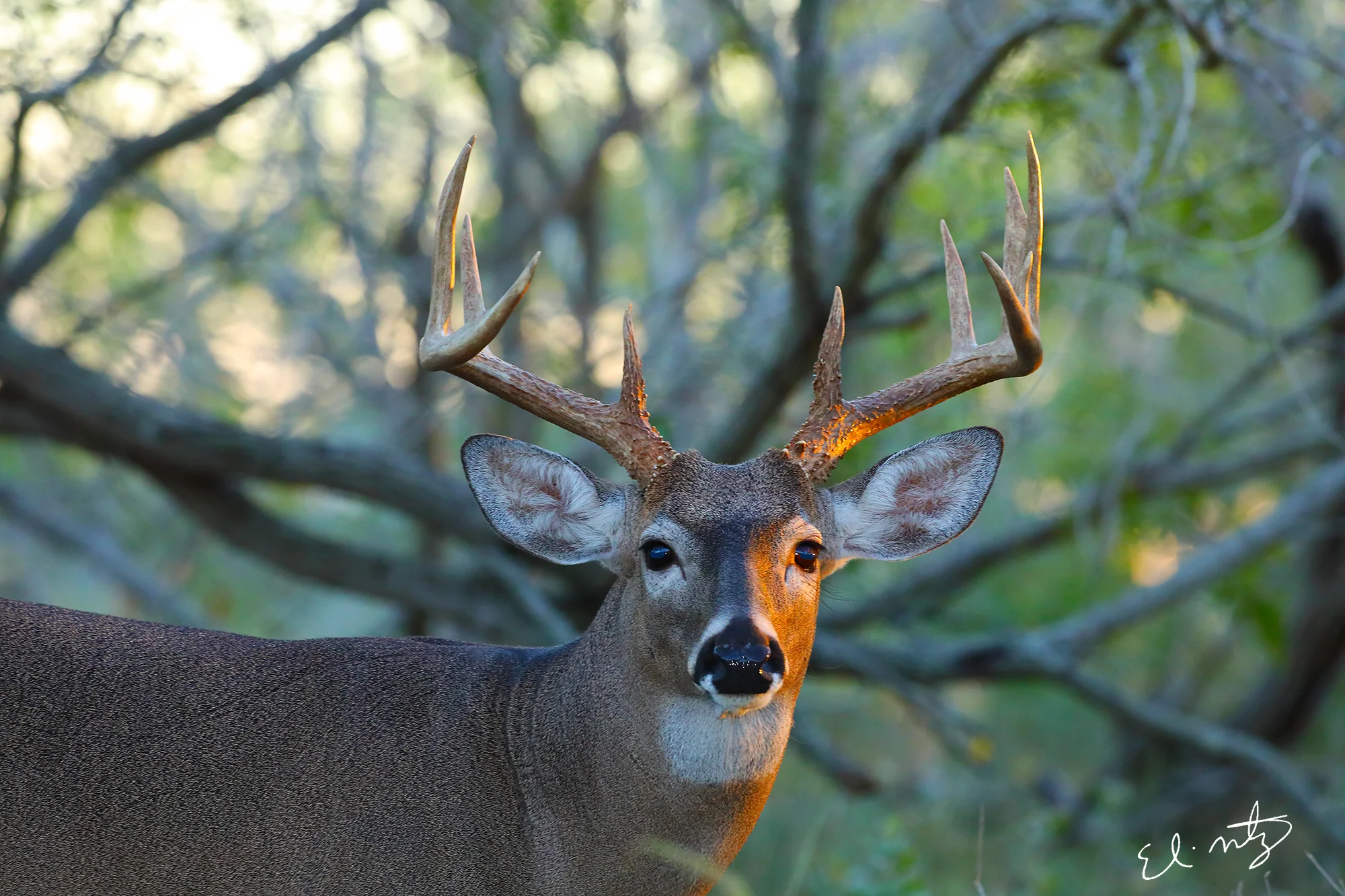 5. Buck