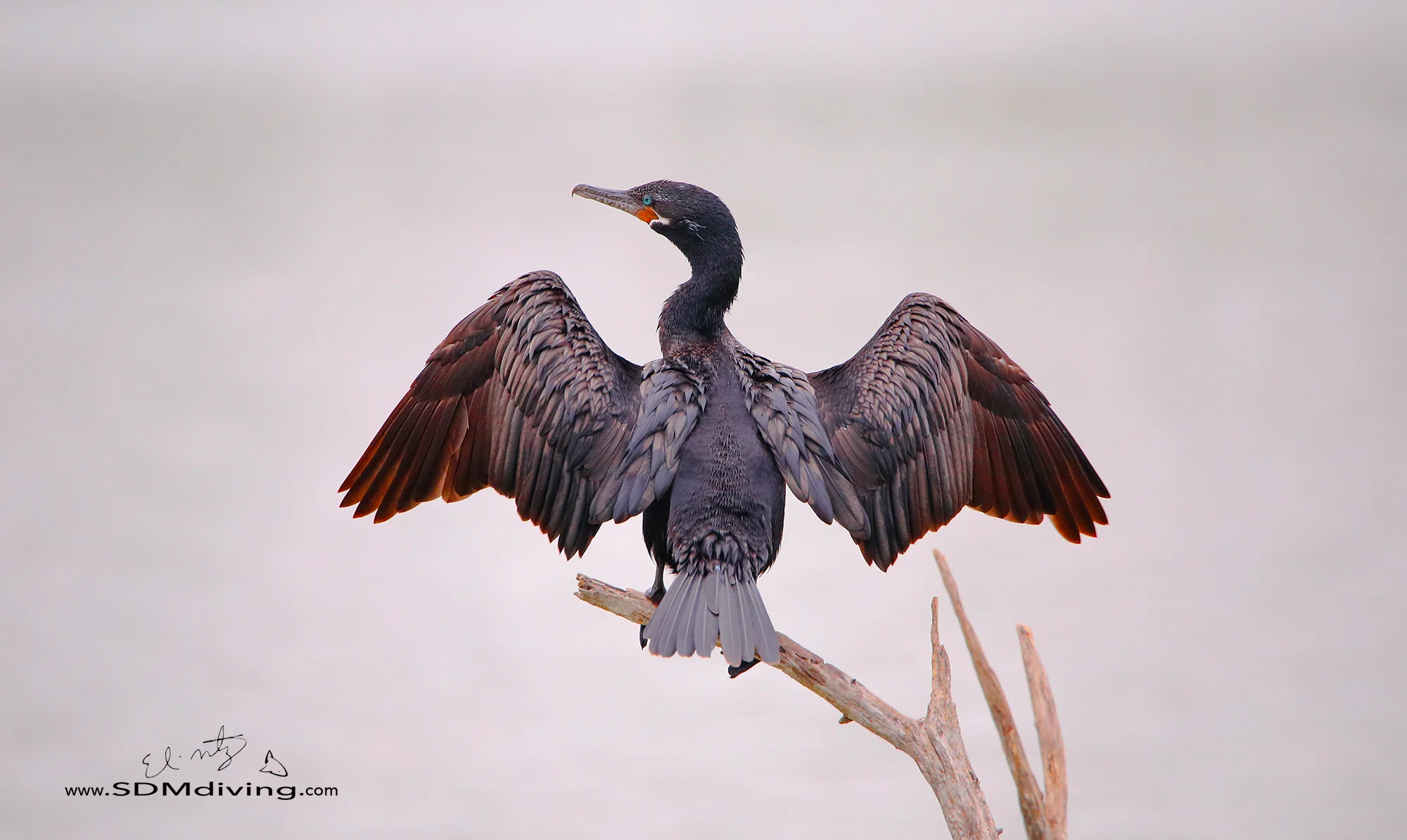 19. Double-crested cormorant