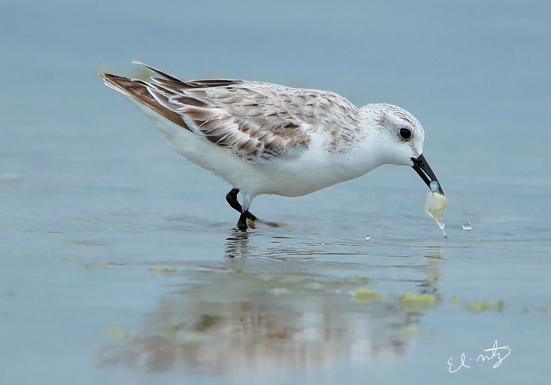 24. Sanderling