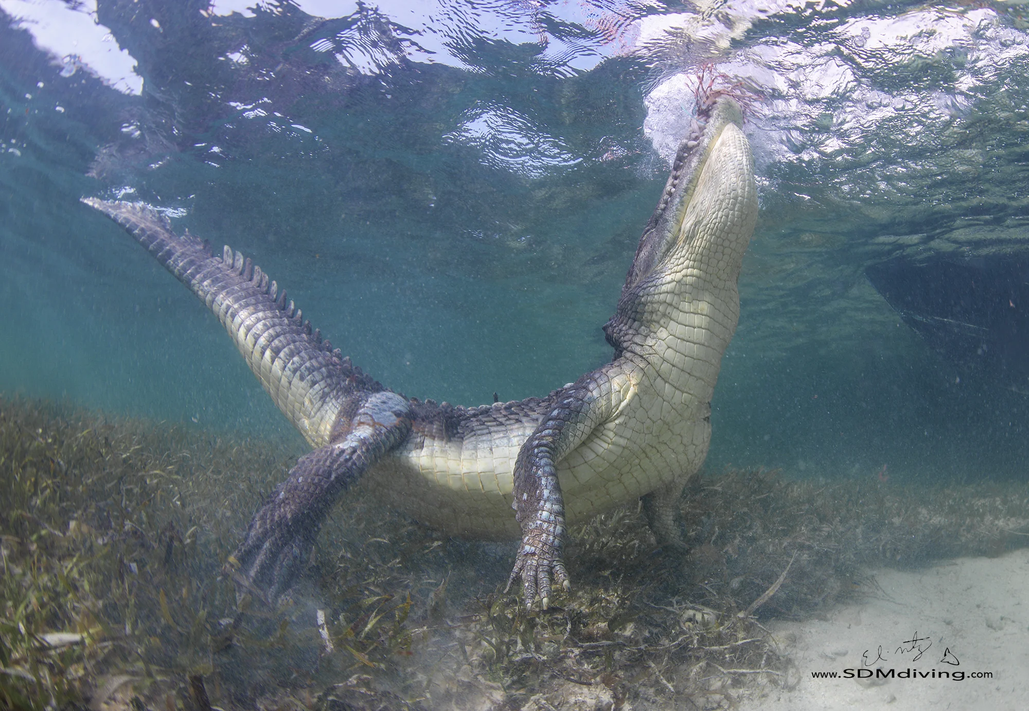 croc 3.jpg