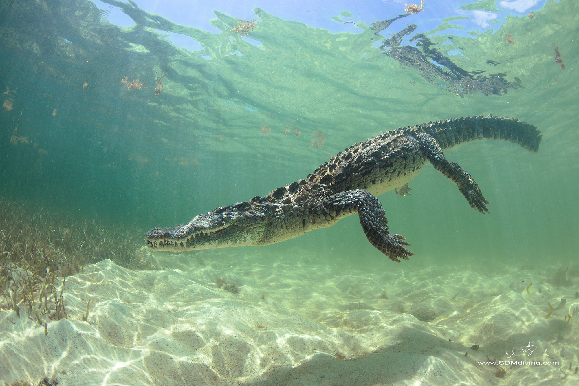 Крокодилы в соленой воде. Гребнистый (или морской) крокодил. Гребнистый крокодил. Гребнистый крокодил в океане. Крокодил лагуны Гуама.