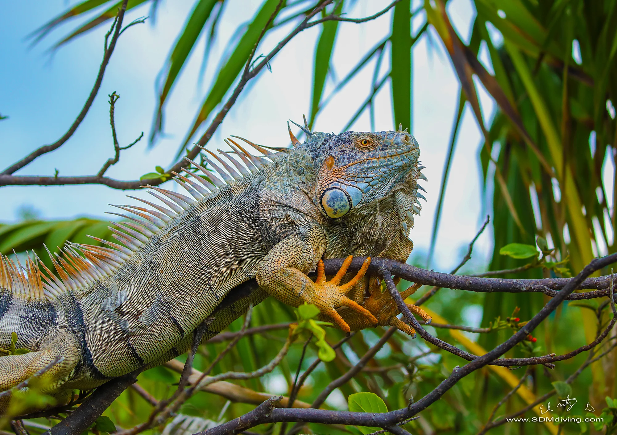 iguana 2.jpg