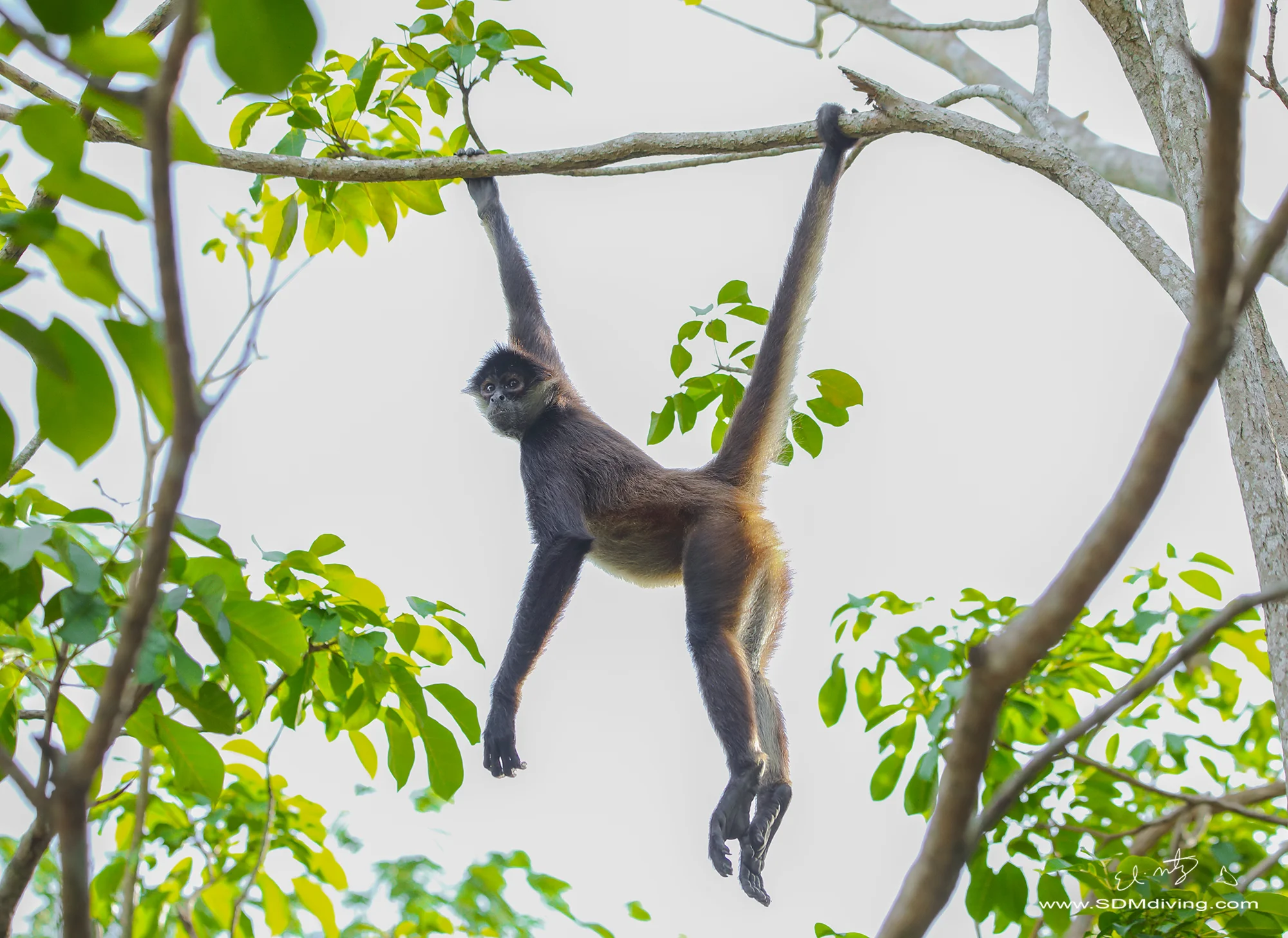 monkey 3.jpg