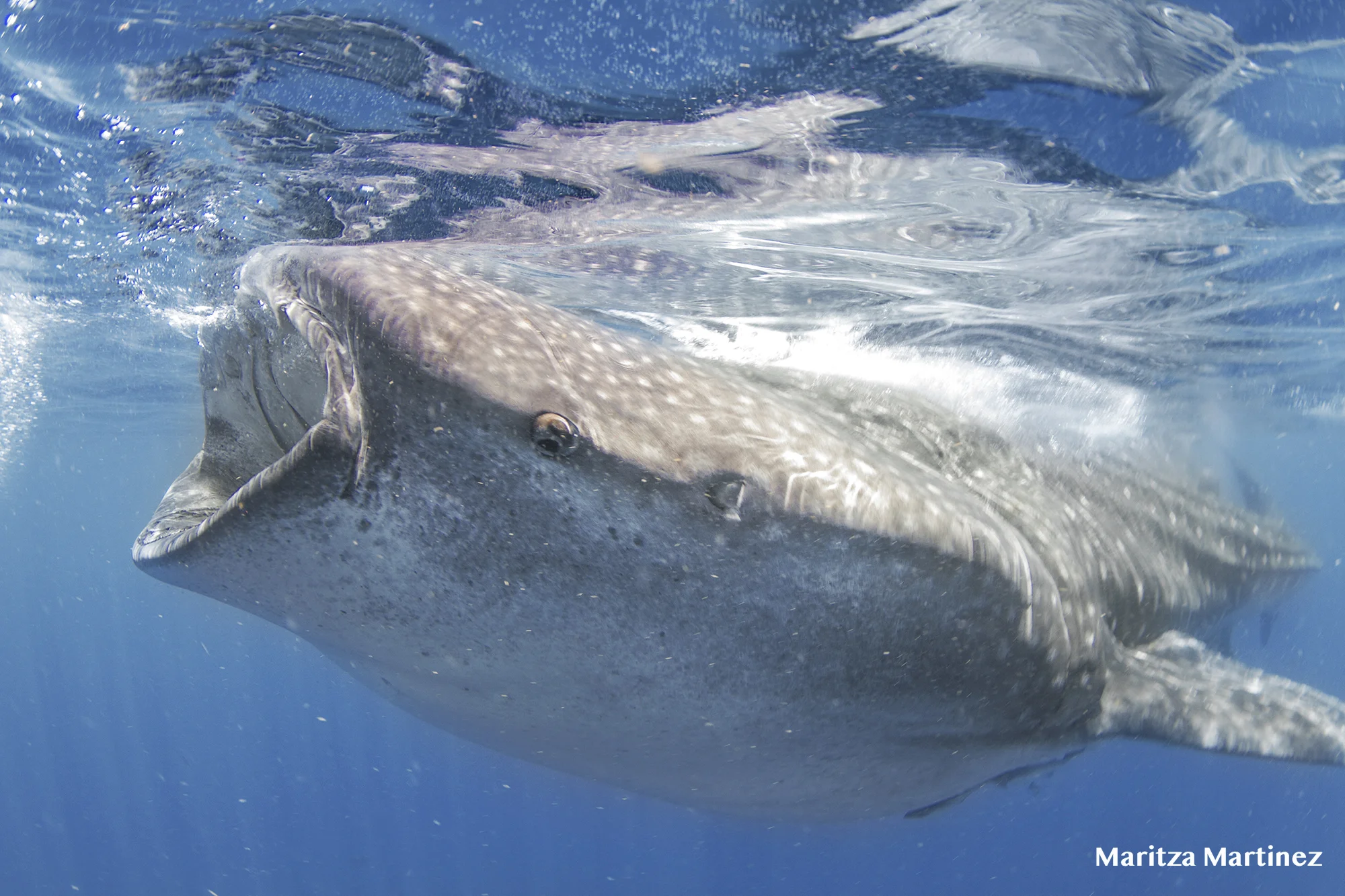 whale shark.jpg