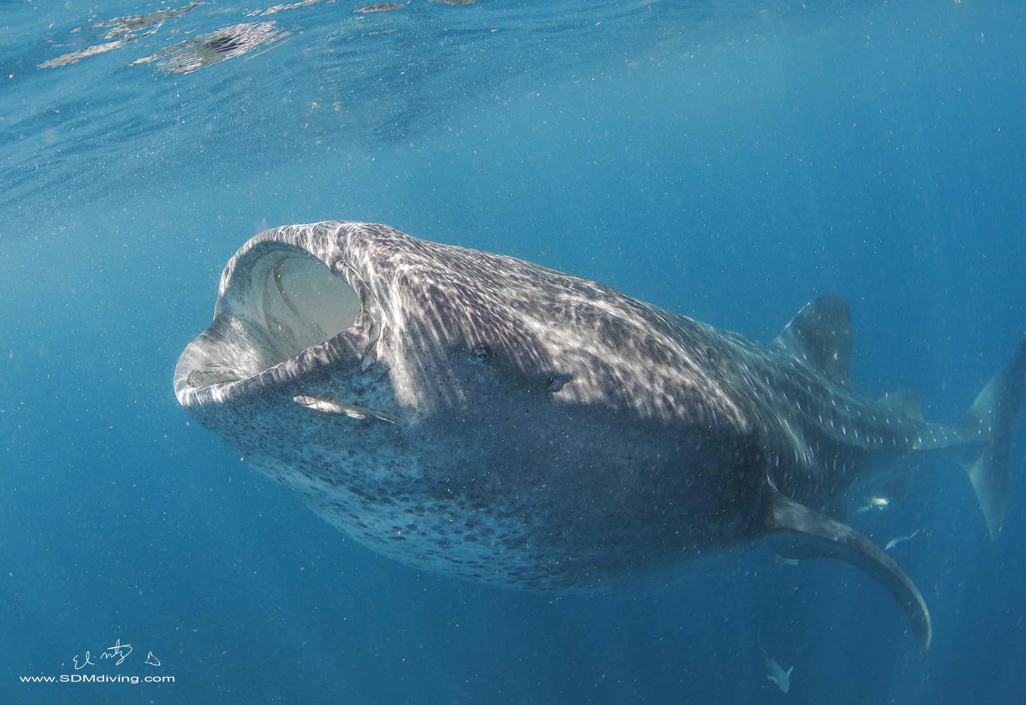 whale shark.jpg
