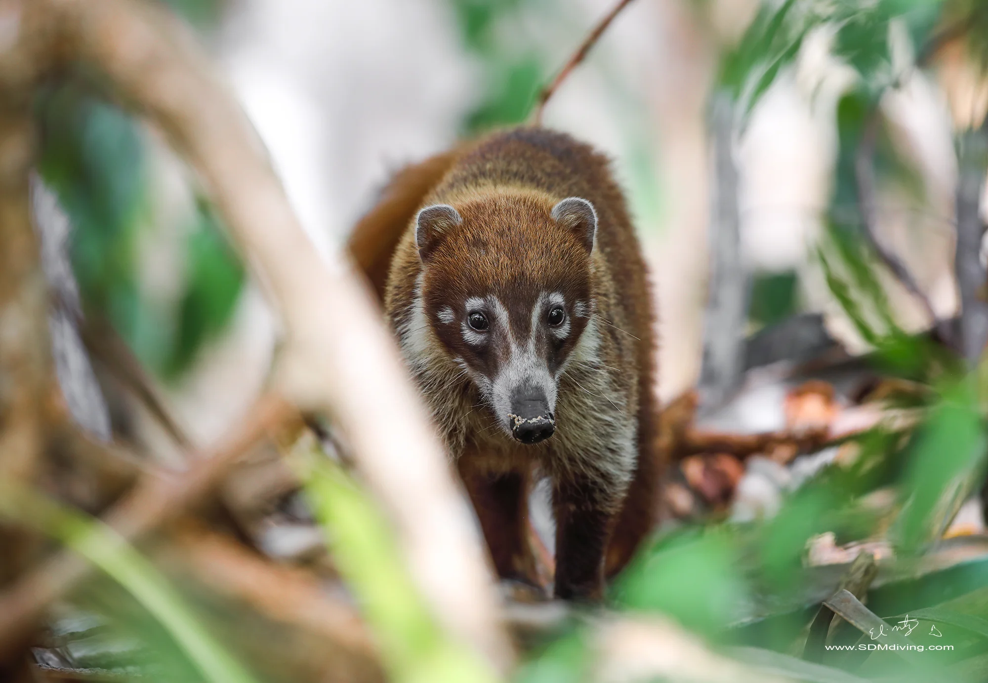 coati 2.jpg