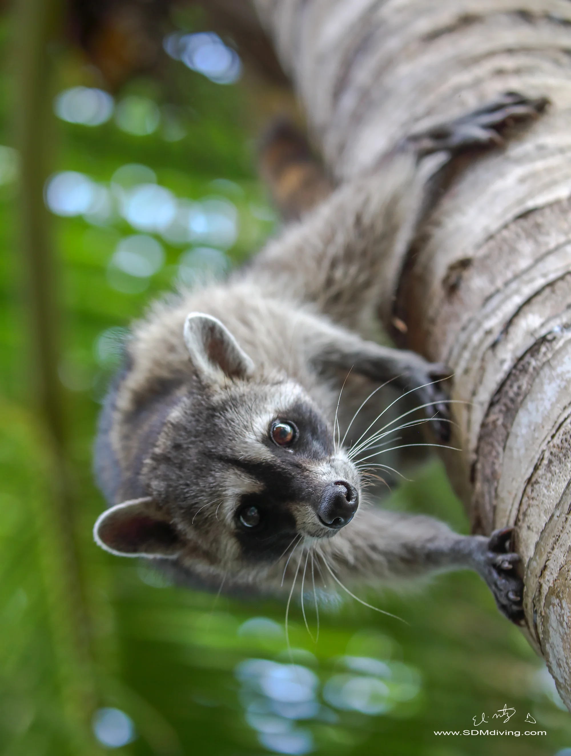 racoon 10.jpg