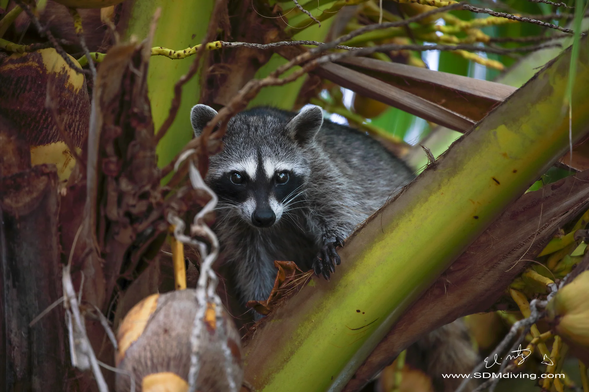 racoon 5.jpg