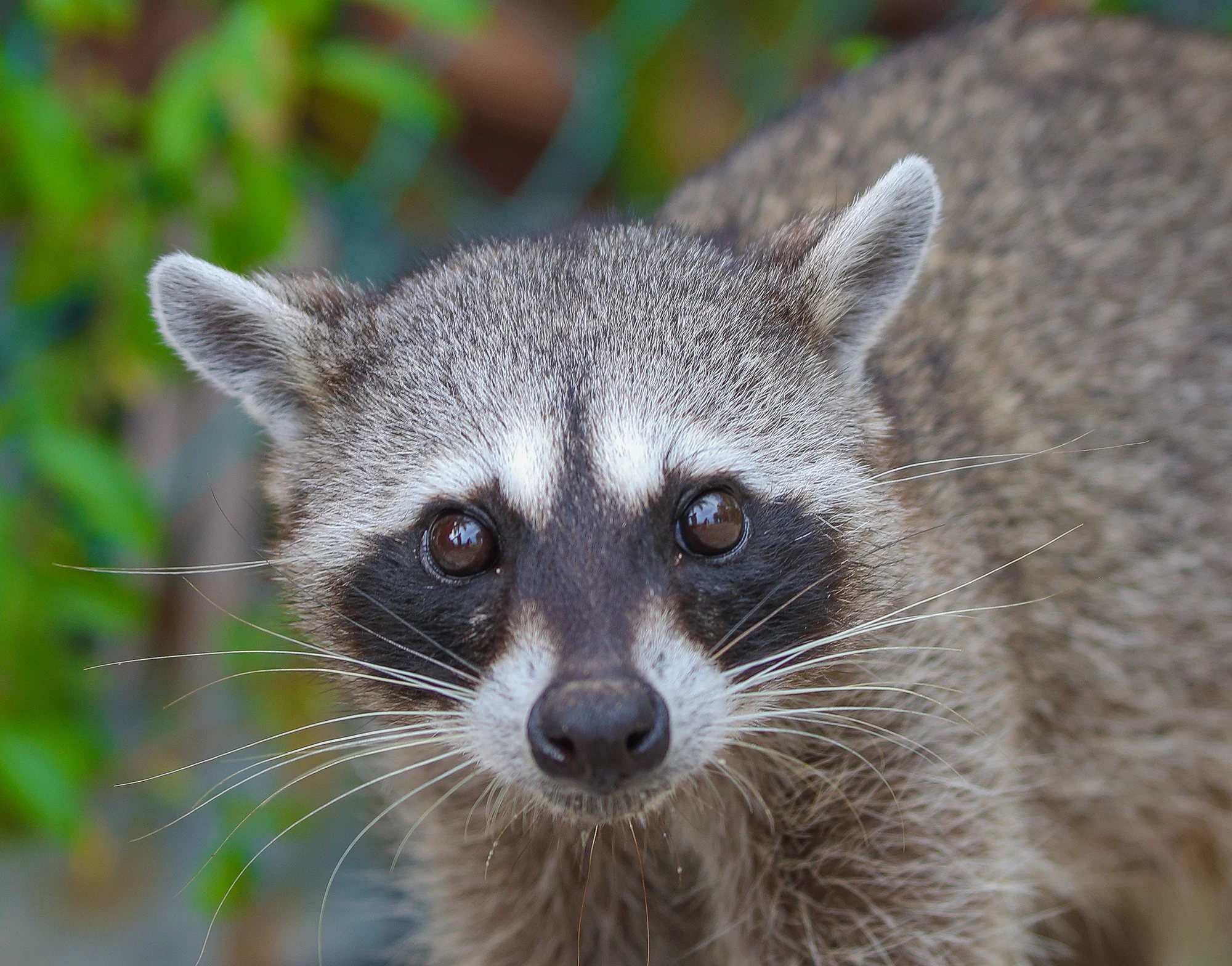 racoon eyes.jpg