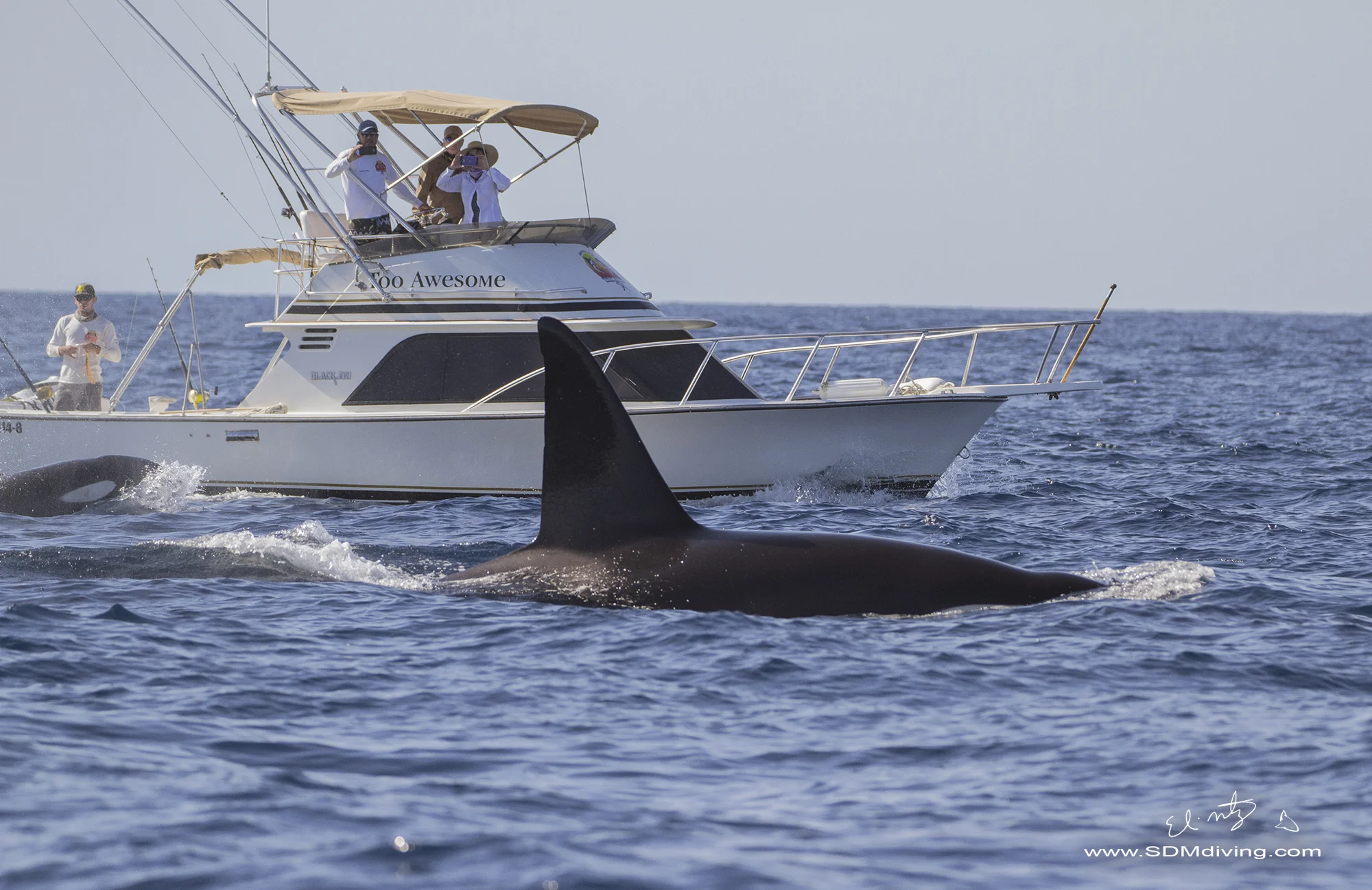 orca.jpg
