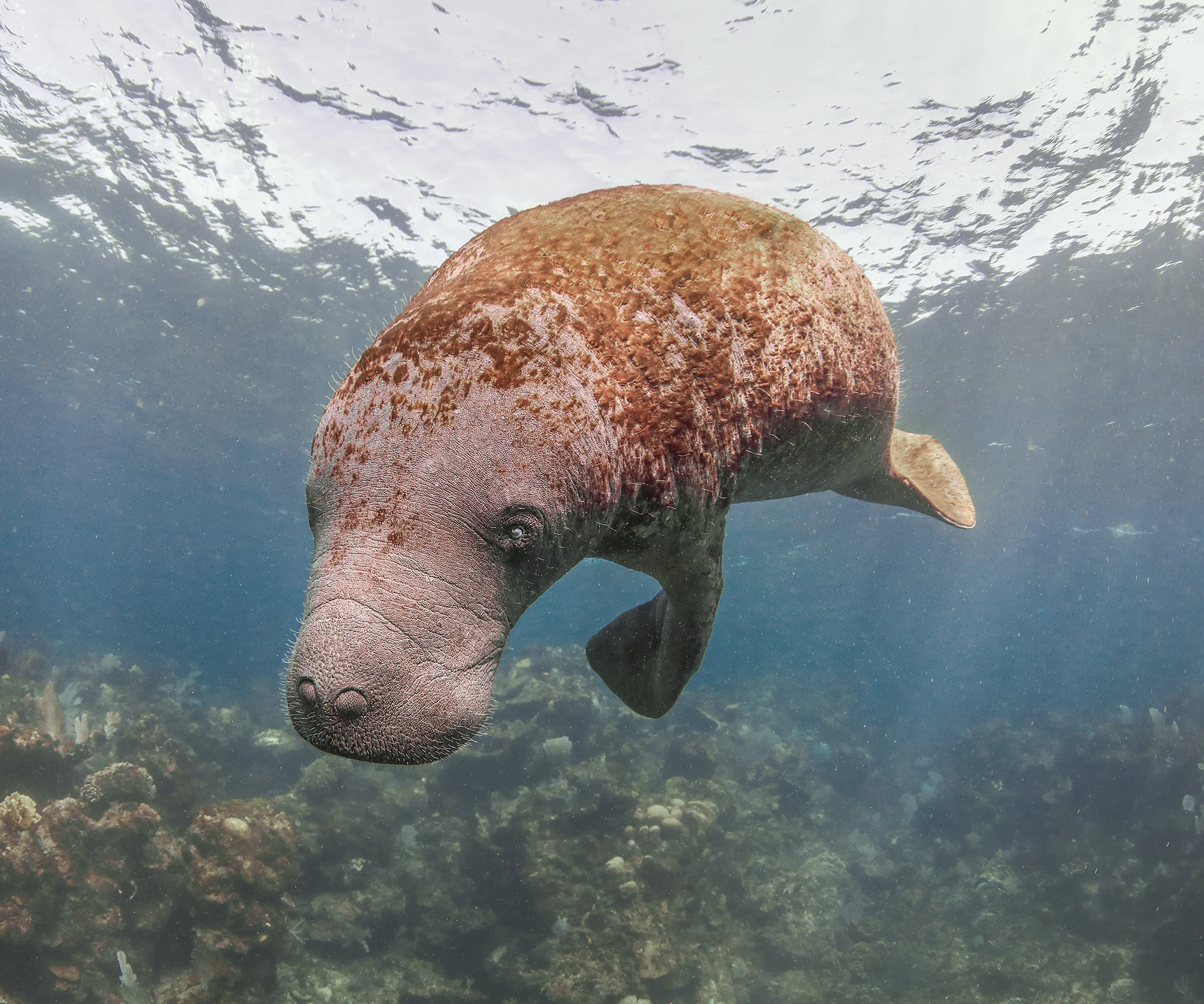 4. West Indian Manatee