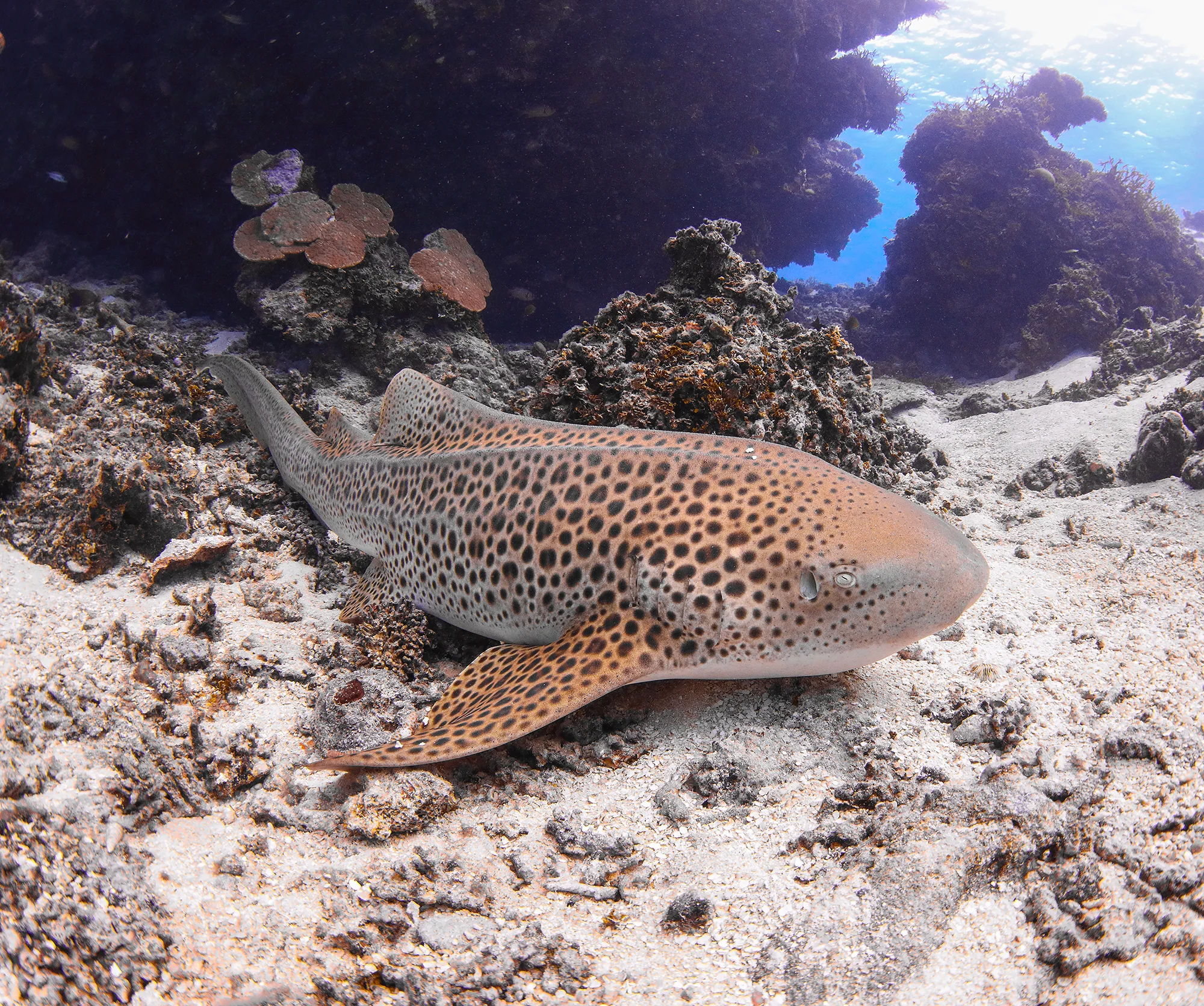 5. Zebra Shark