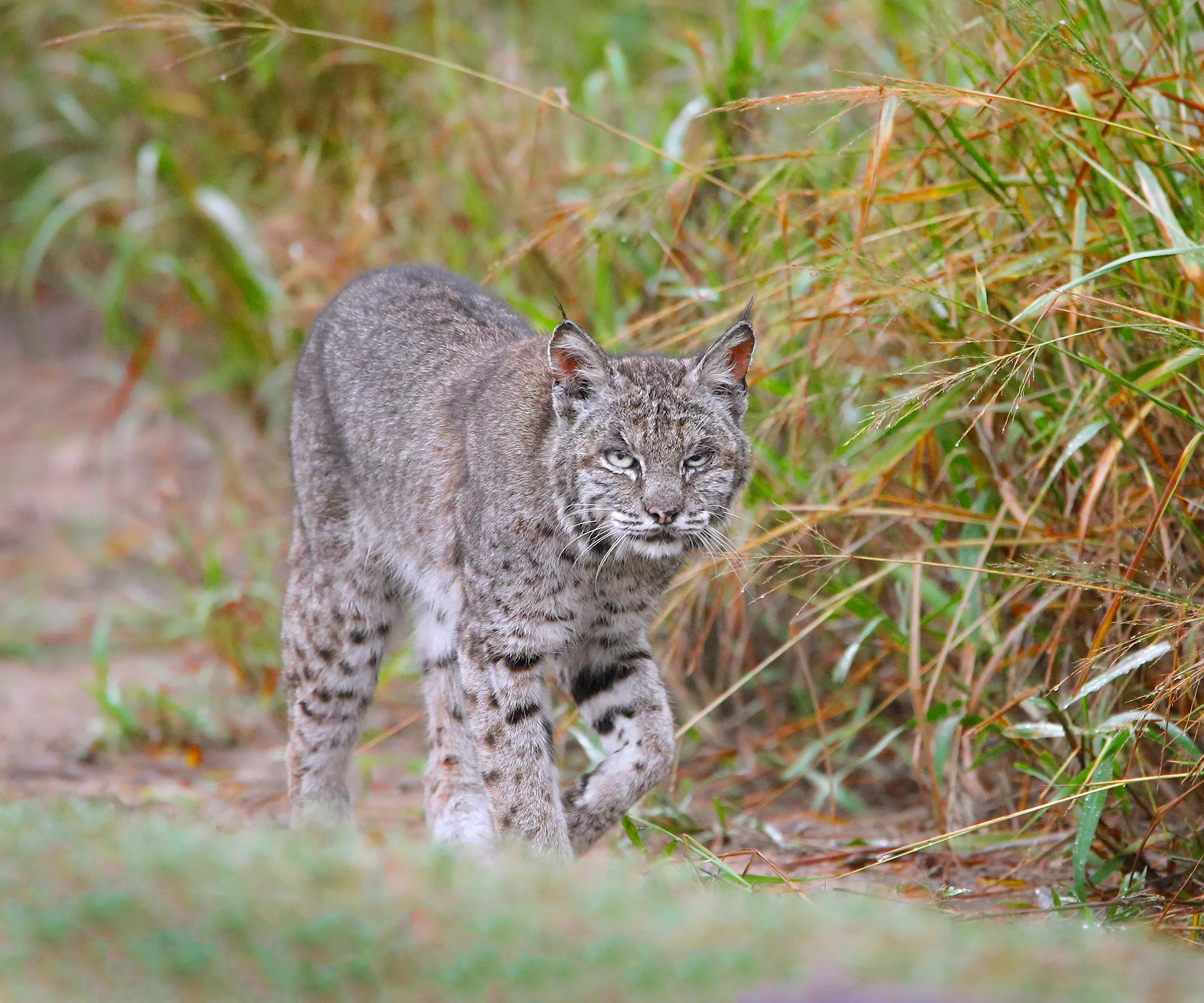 13. Bobcat, off Bensten Rio Grande Valley State Park, Texas