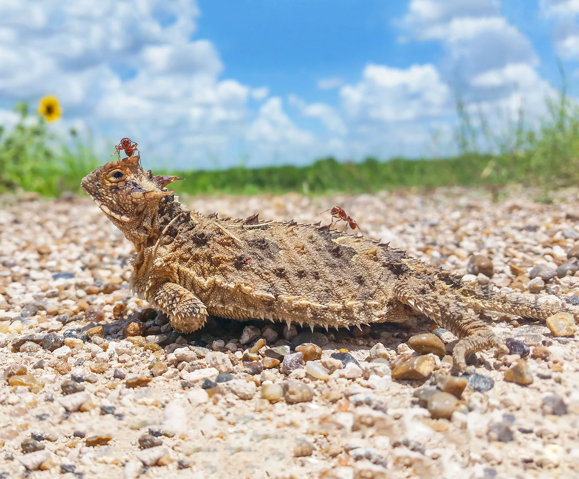 14. Horned Lizard (horned toad), road side Mission, Texas