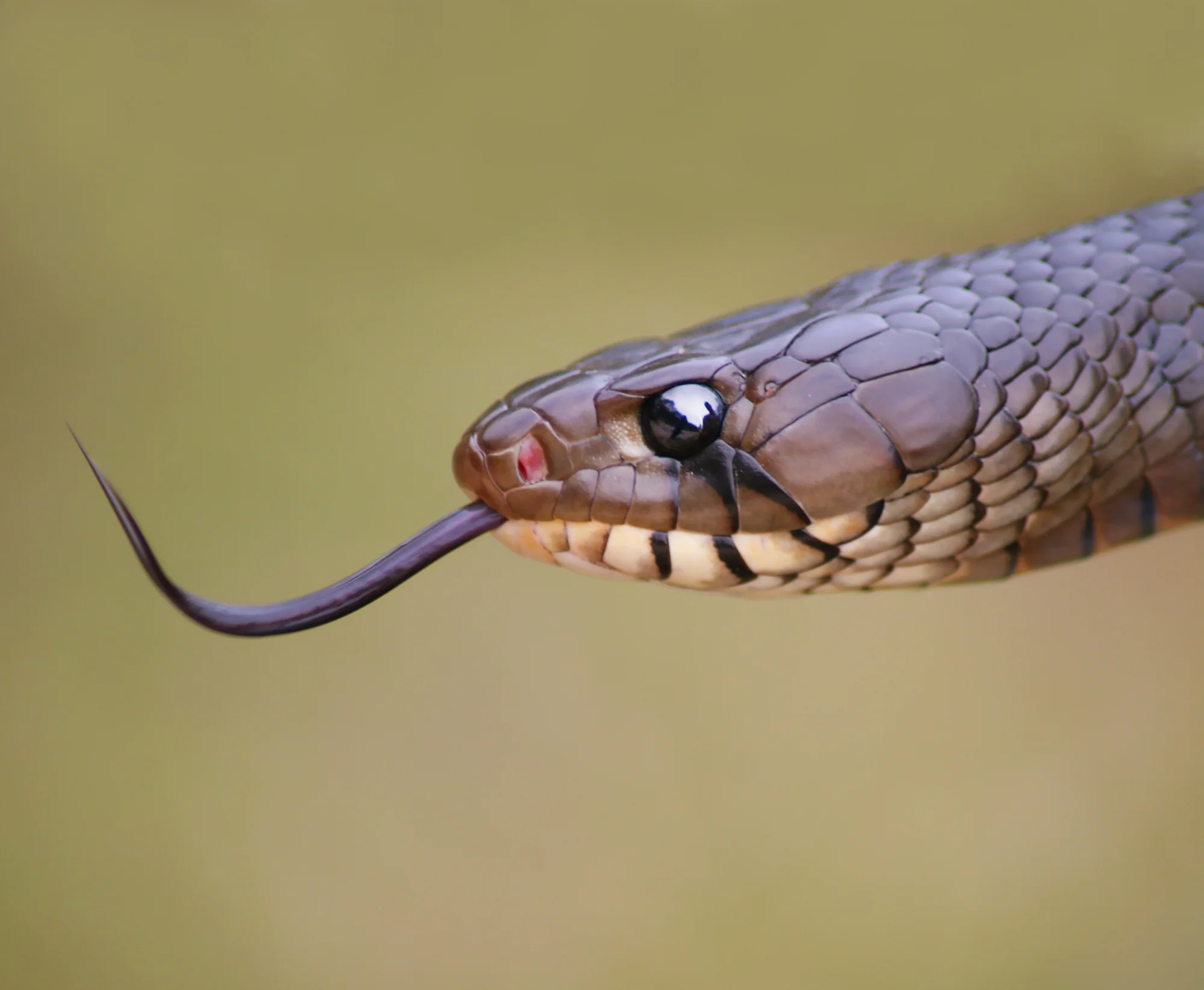15. Texas Indigo snake, Santa Anna Wildlife Refuge, Texas.