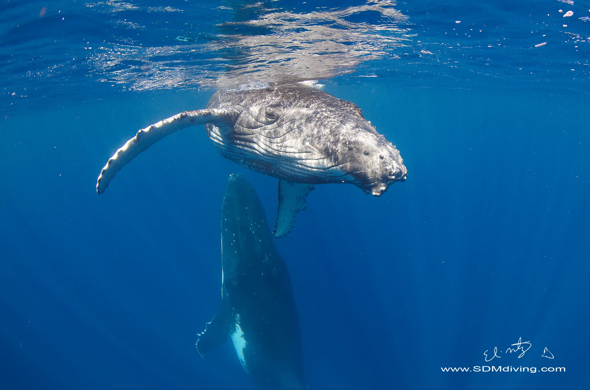 Tonga Humpback Whales