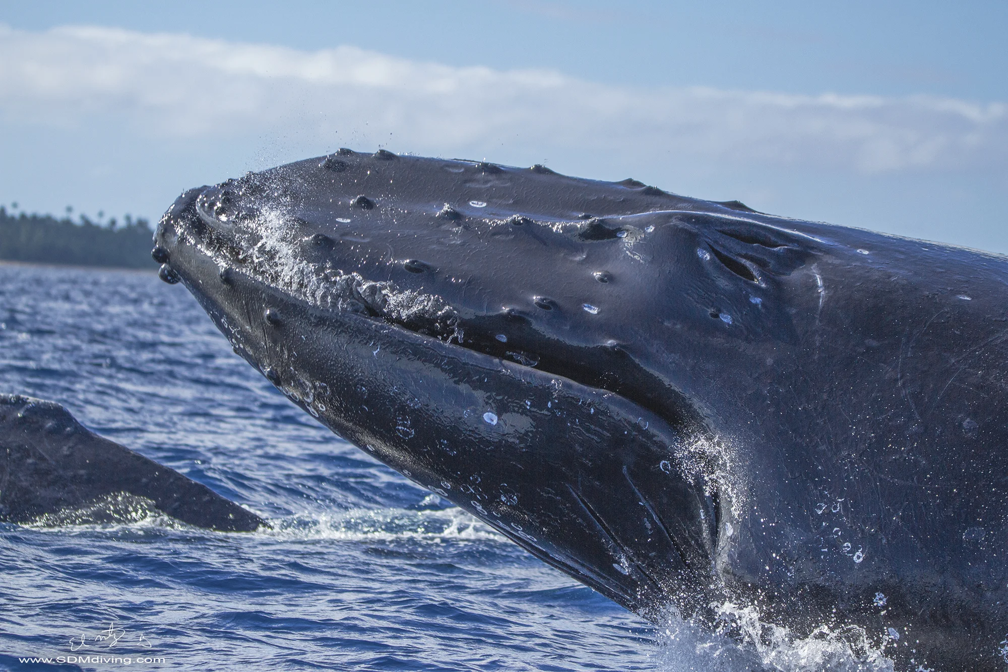 Tonga Humpback Whales