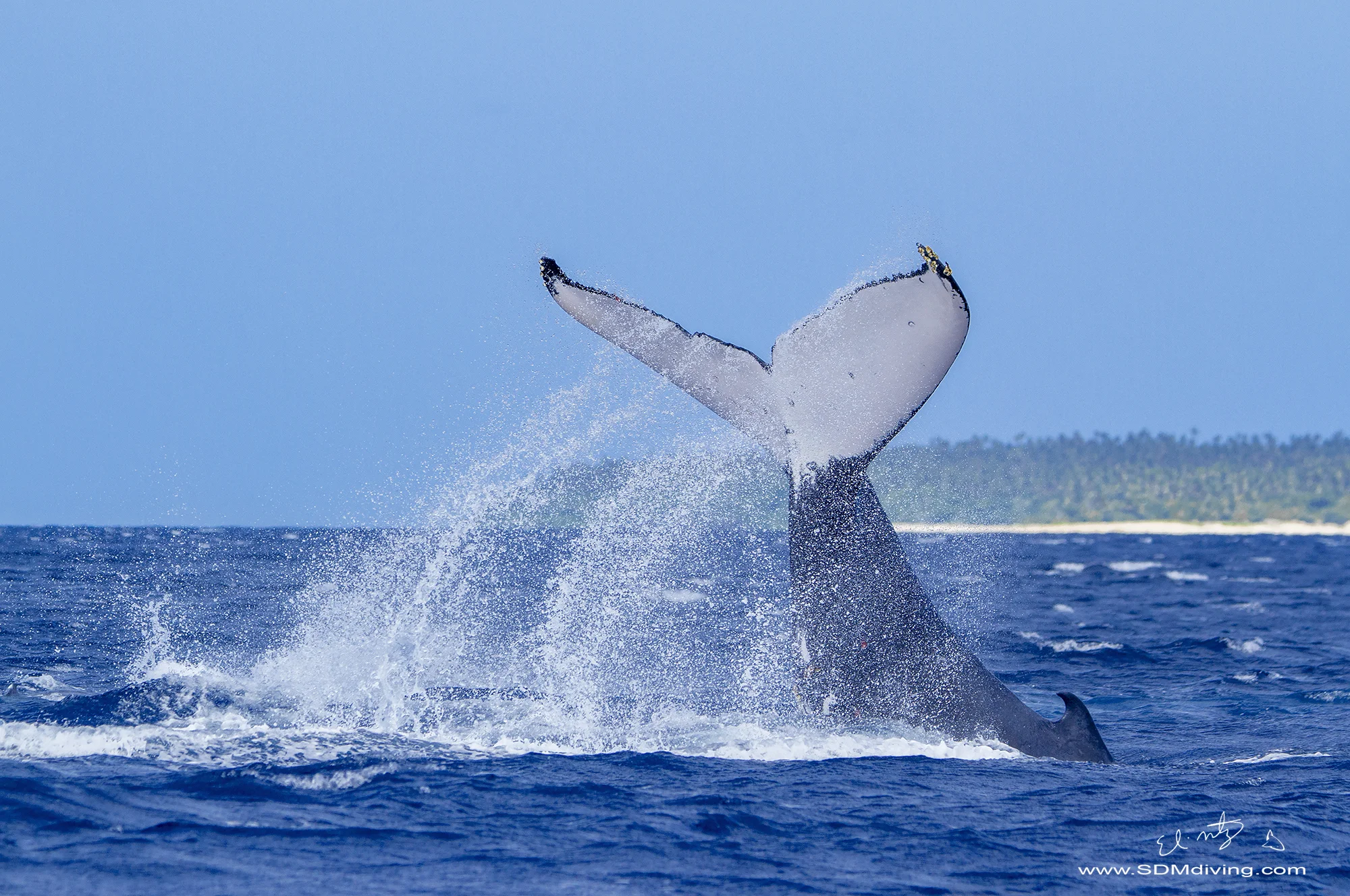 Tonga Humpback Whales