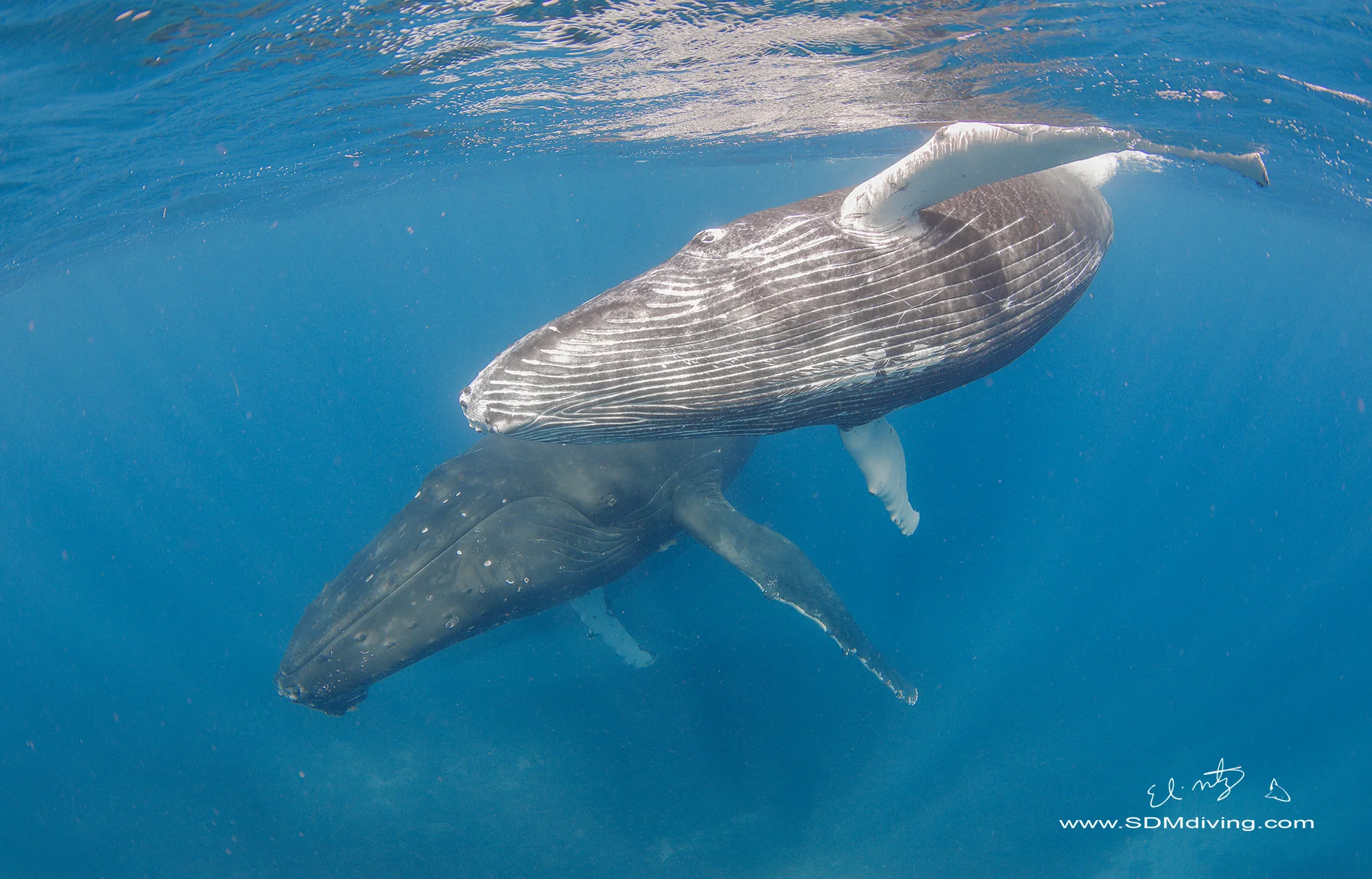 Tonga Humpback Whales