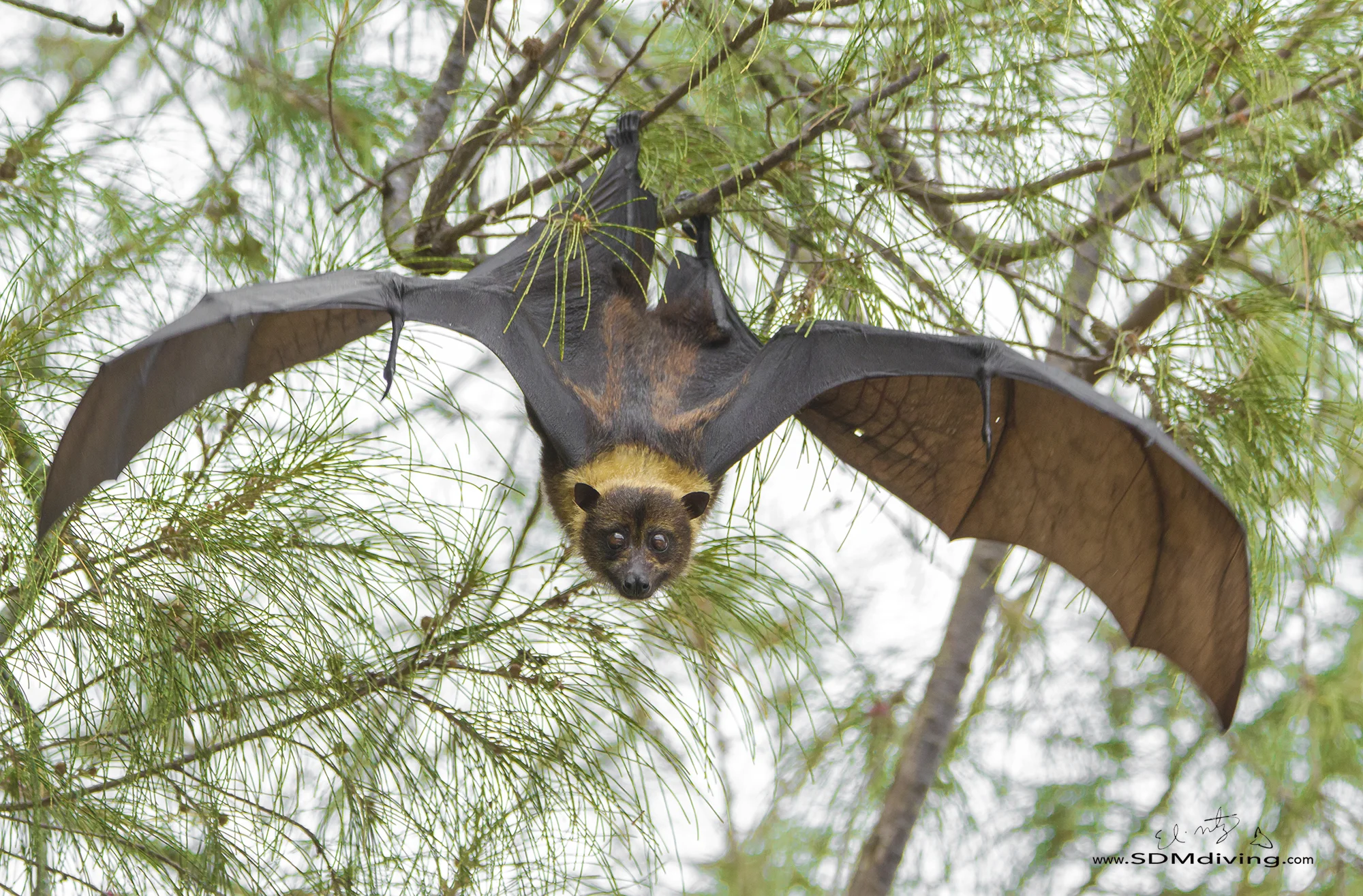 Wildlife Photography Expeditions